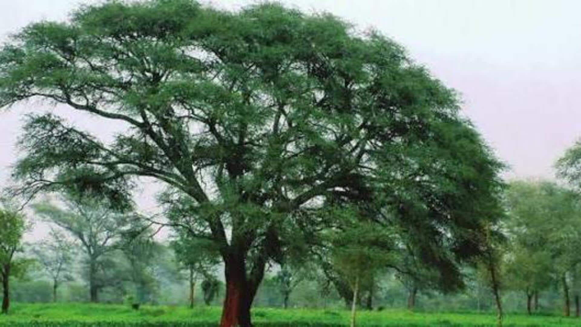 ஃபைடெர்பியா அல்பிடா மரம் நம்ம நோய் எதிர்ப்பு சக்தியை எப்படி அதிகப்படுத்தும்?