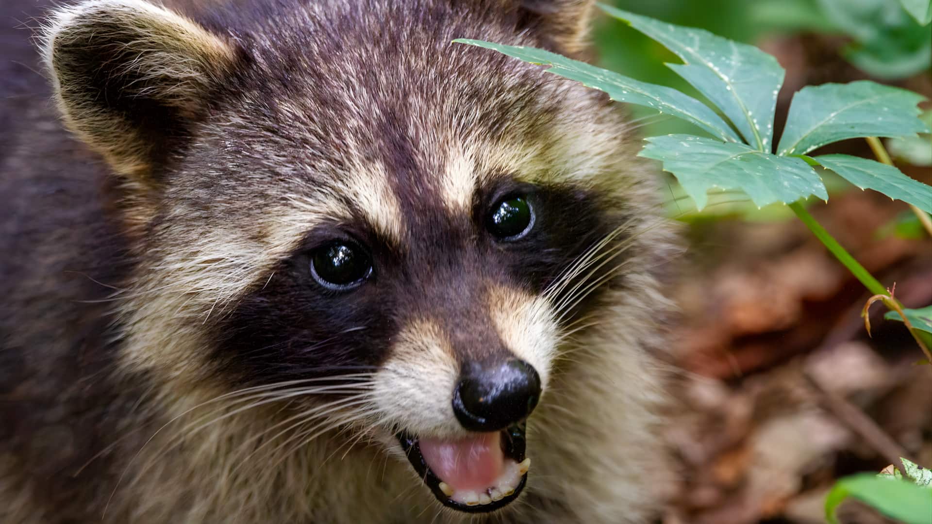 மூளையைத் தாக்கும் ரக்கூன் ஒட்டுண்ணி: குழந்தைகளை அதிகம் பாதிக்கும் மர்ம நோயின் அறிகுறிகள்