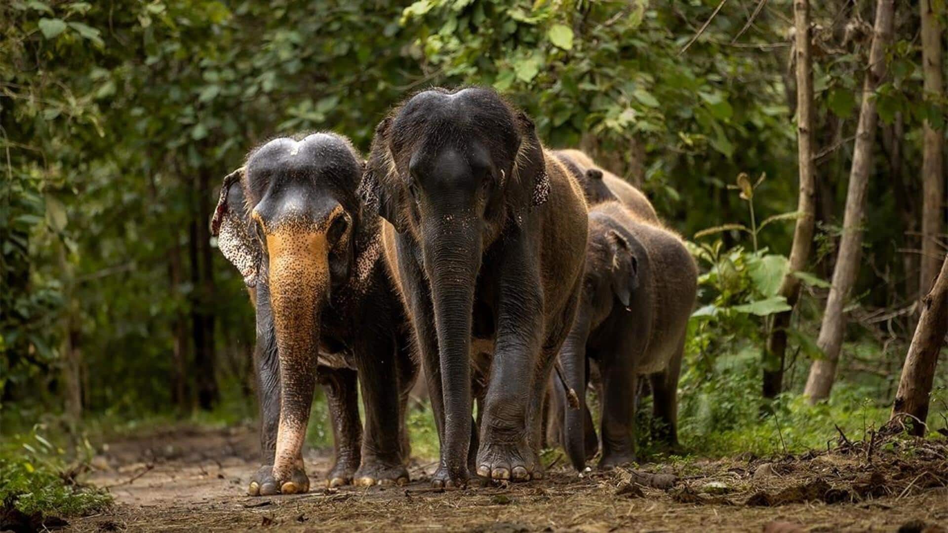 இந்தியாவின் வனவிலங்குப் பாதுகாப்புத் திட்டங்கள் உலகத்தரம் வாய்ந்தவை