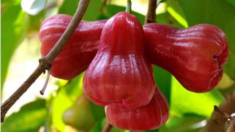 ஆப்பிள் போன்ற தோற்றமுடைய ரோஸ் ஆப்பிள் (சம்பு பழம்) - புளிப்பும் இனிப்பும் கலந்த சுவை!