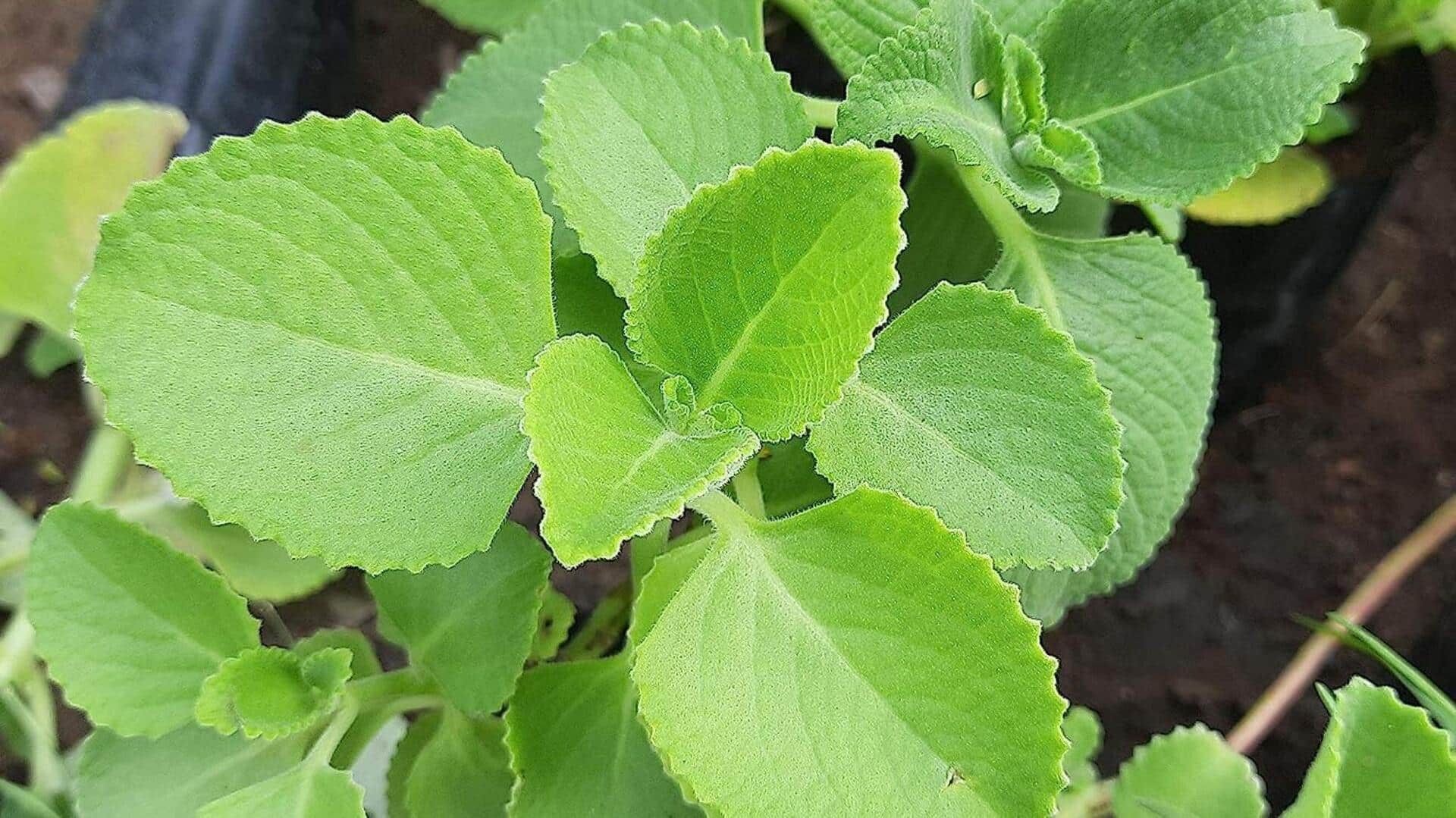 ஓமவல்லி இலைகள்: 5 சுவையான ரெசிபிகள், உங்களுக்கு நிச்சயம் பிடிக்கும்!