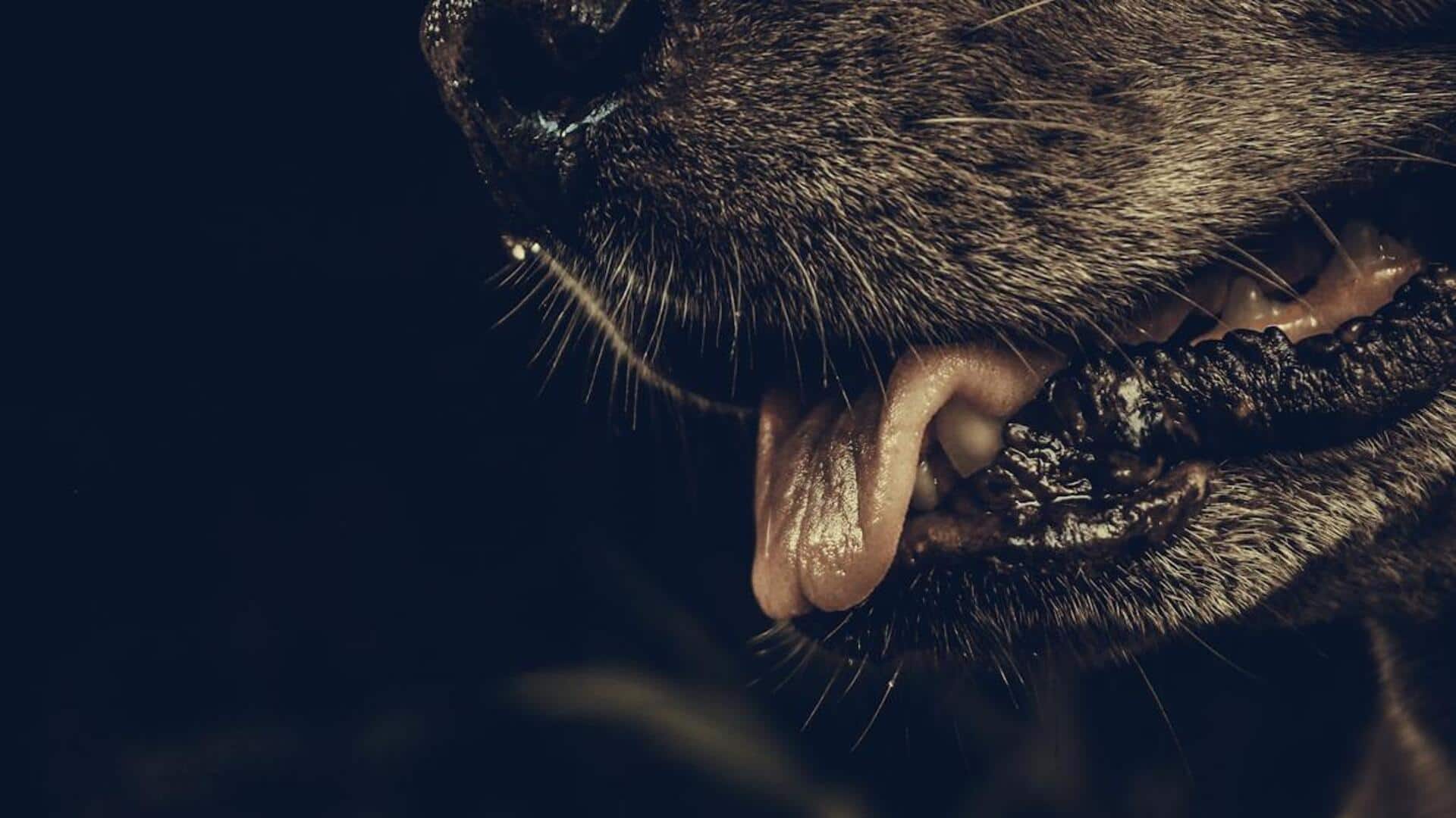 நாய் கடியால் இனி மரணமே இல்லை! டெல்லி அரசின் அதிரடி முடிவு