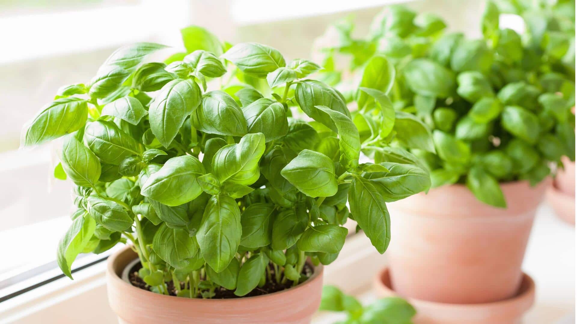 சமையலறை தொட்டிகளில் துளசி செடியை எப்படி வளர்ப்பது?