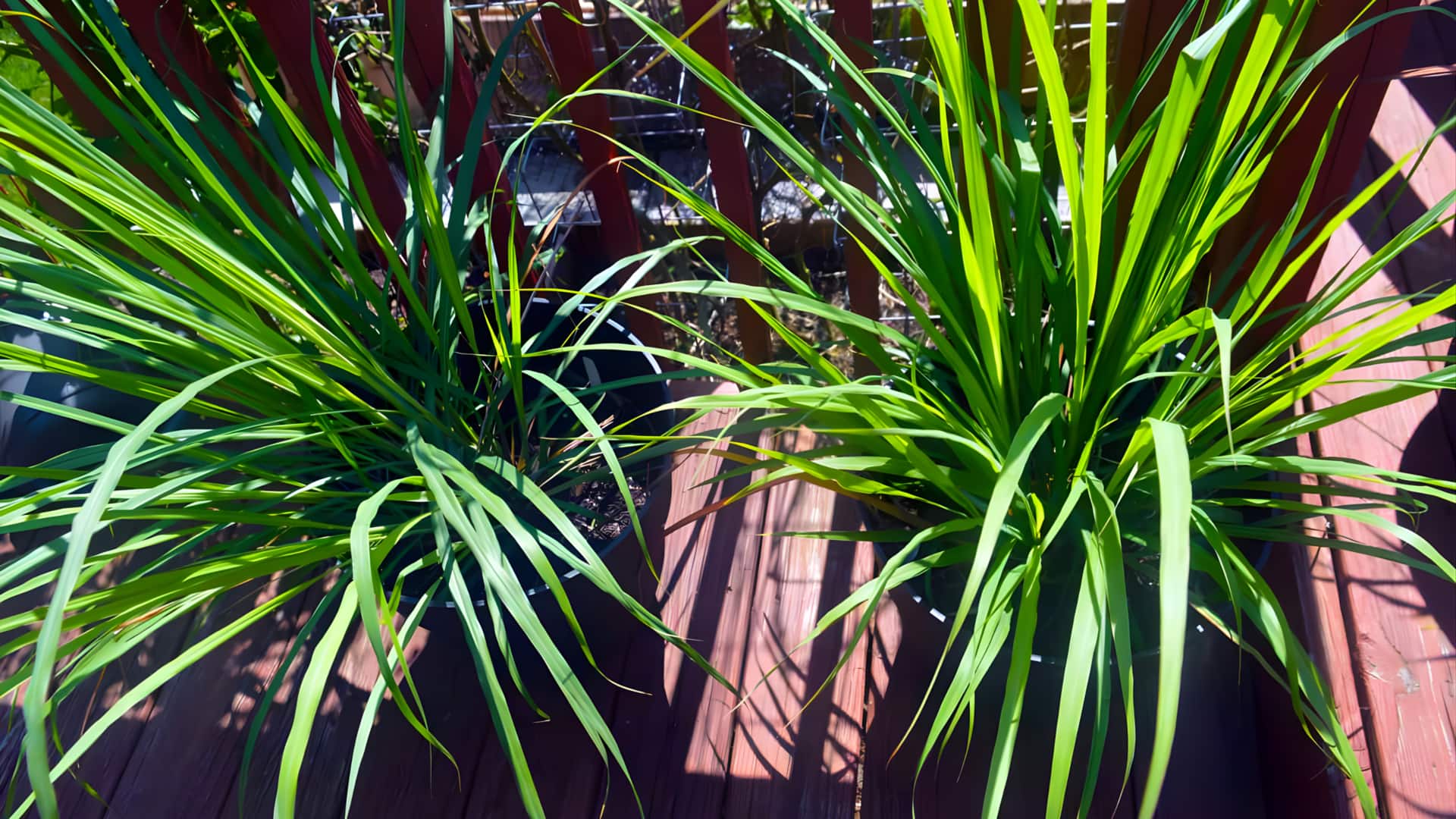 ஒரு தொட்டி இருந்தால் போதும்! நறுமணமிக்க லெமன் கிராஸை வீட்டிலேயே வளர்க்கலாம்; பராமரிக்கும் முறைகள்