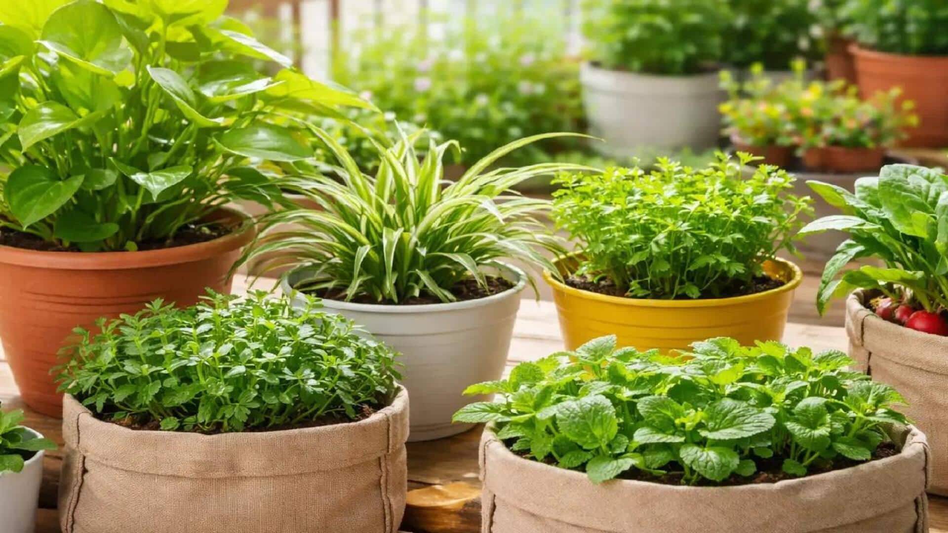 பால்கனி தோட்டம் 101: வீட்டில் கொத்தமல்லி மைக்ரோக்ரீன் வளர்ப்பது எப்படி?