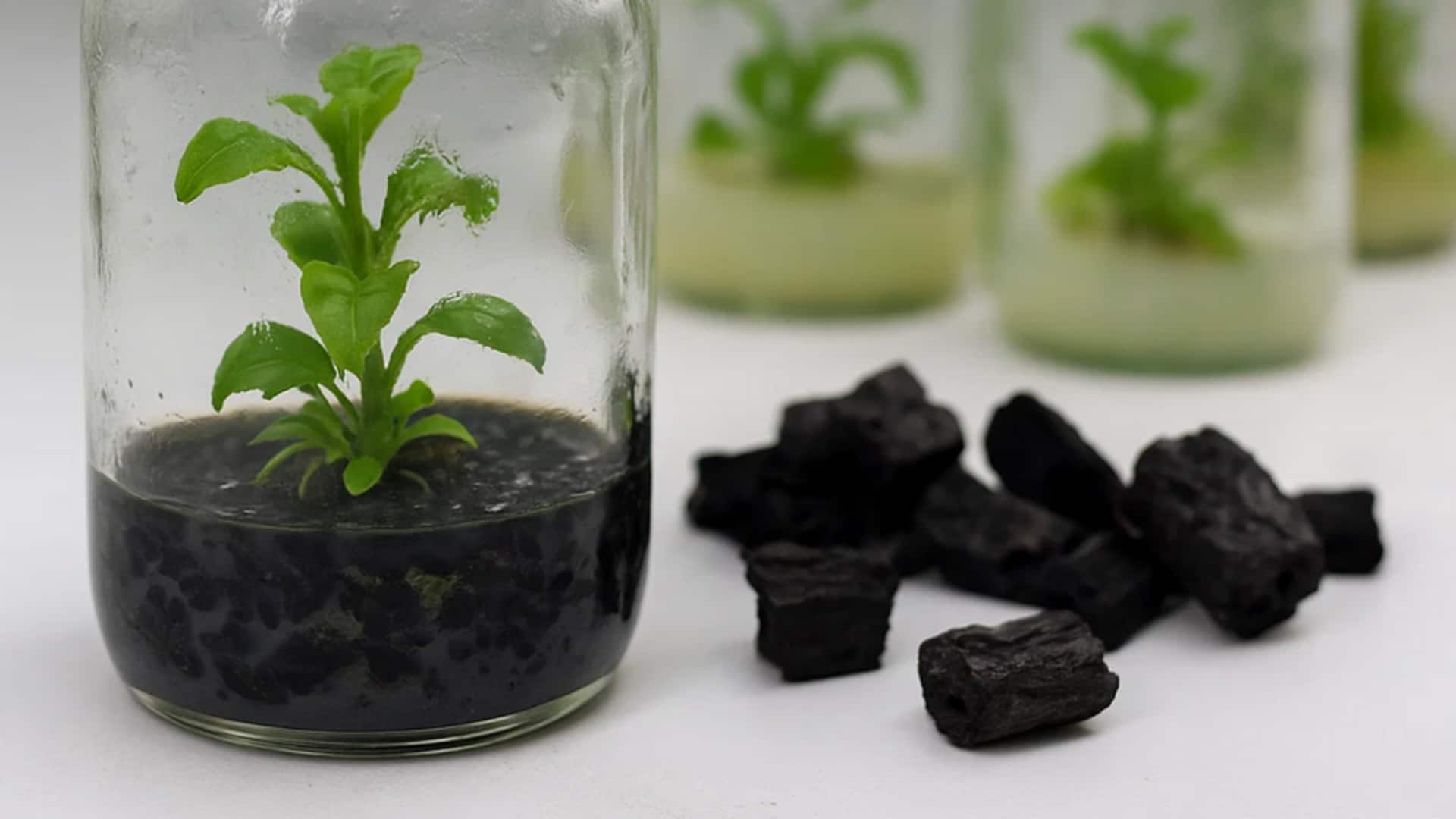 வீட்டுச் செடிகளின் ஆரோக்கியத்தில் ஆக்டிவேட்டட் சார்கோலின் பங்கு