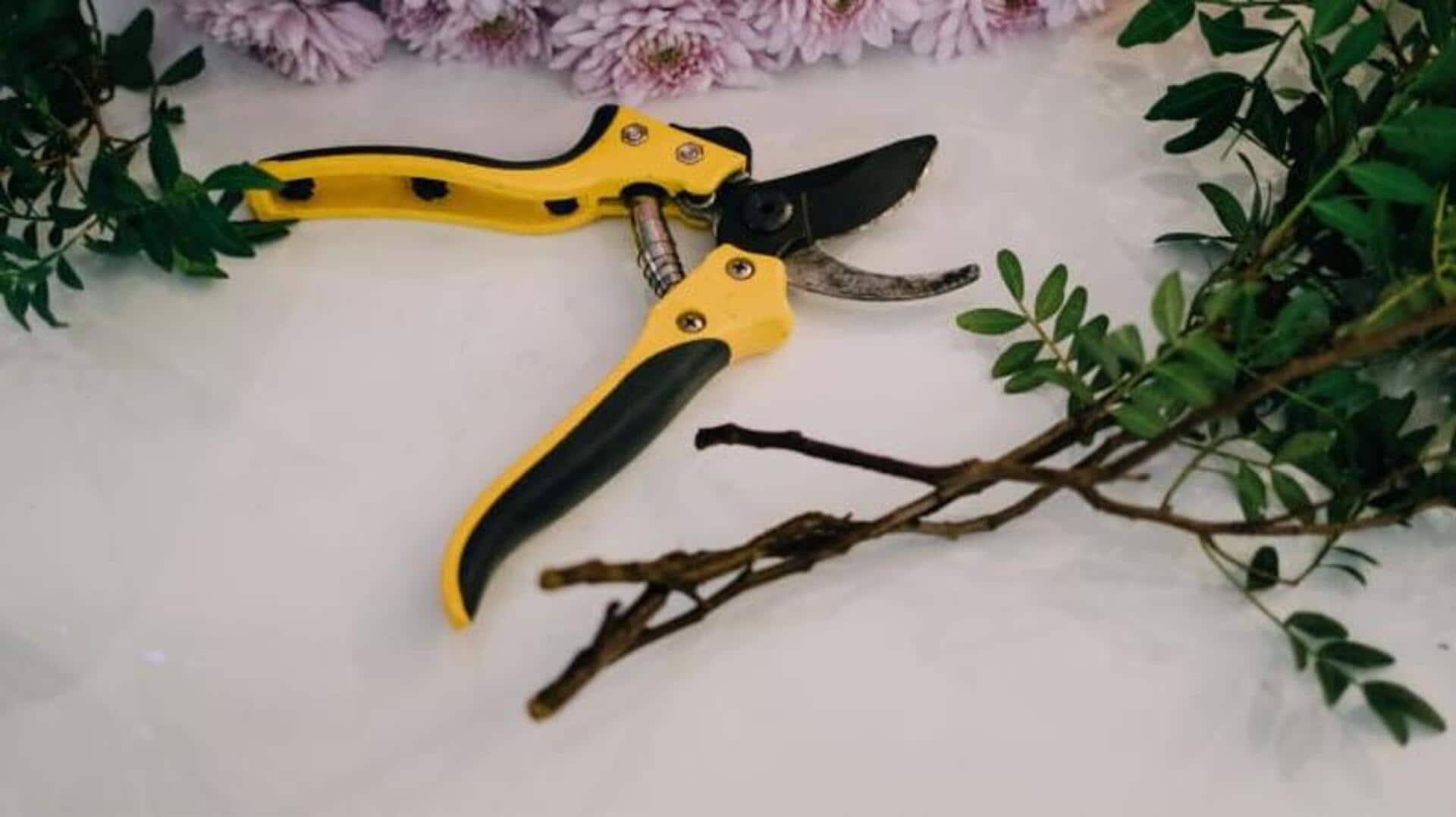 உங்கள் கறிவேப்பிலைச் செடியைப் பராமரிக்கும் முறைகள்