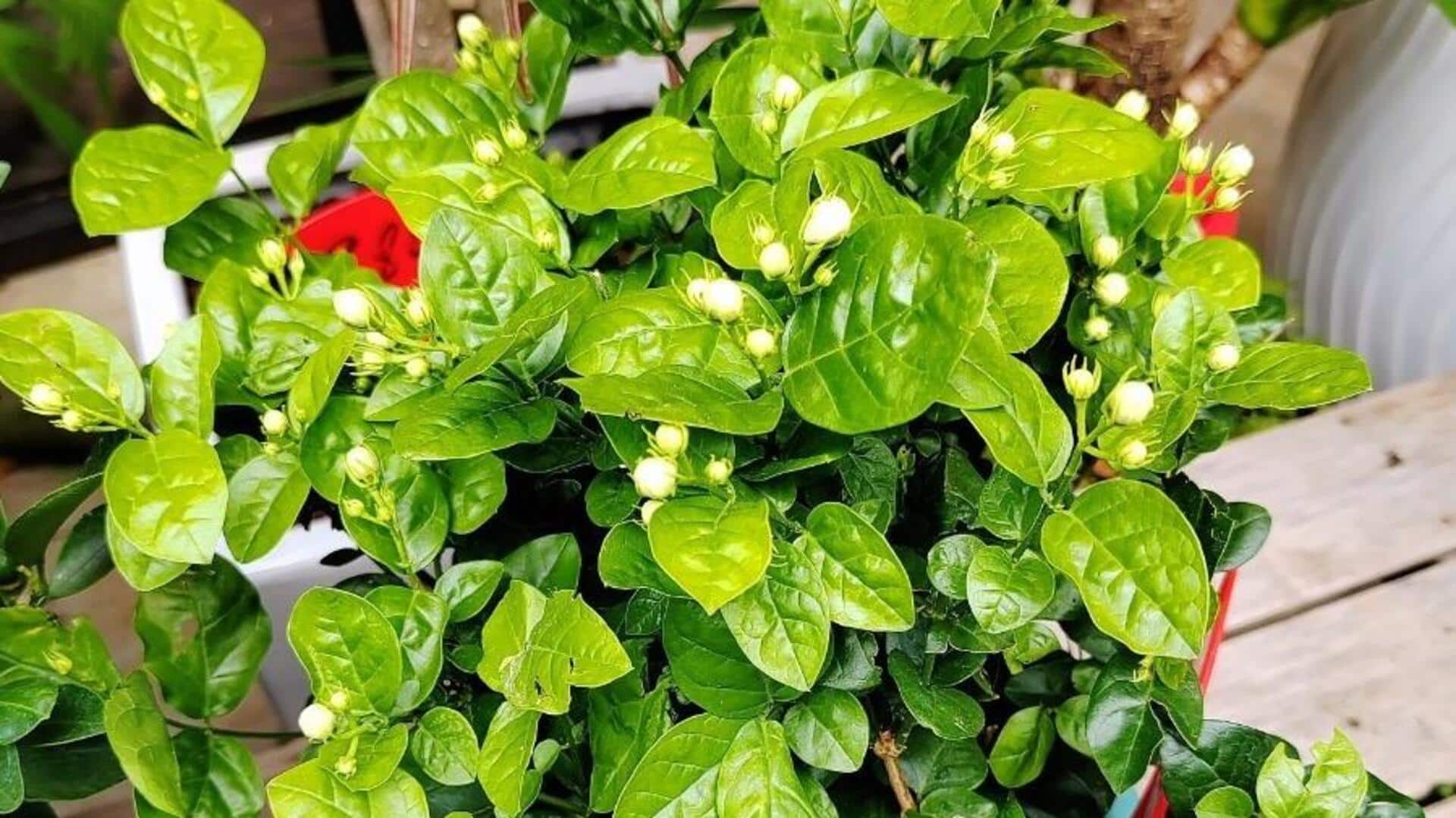 வீட்டிற்குள் மல்லிகை செடி வளர்ப்பு: சில குறிப்புகளும் ரகசியங்களும்