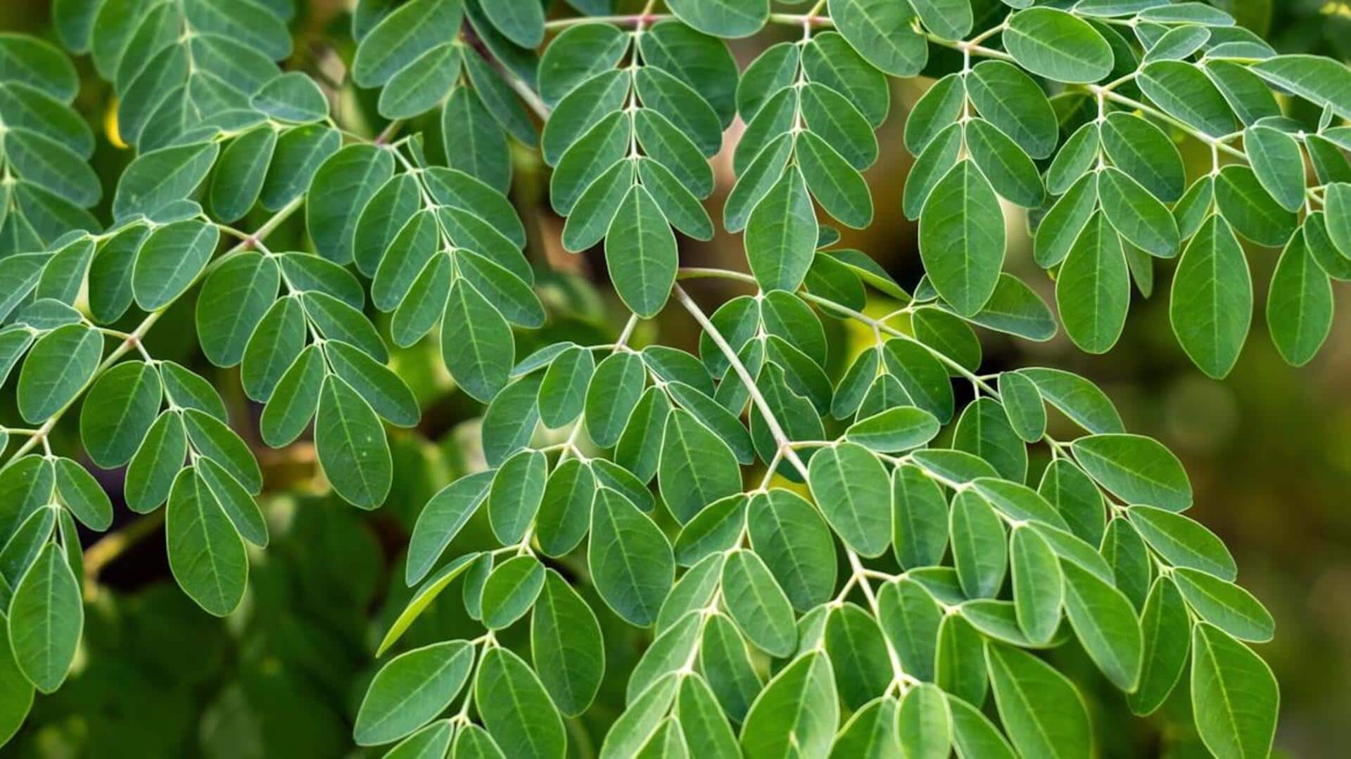 உங்கள் உணவில் ஆப்பிரிக்க முருங்கையை ஏன் சேர்க்க வேண்டும்?
