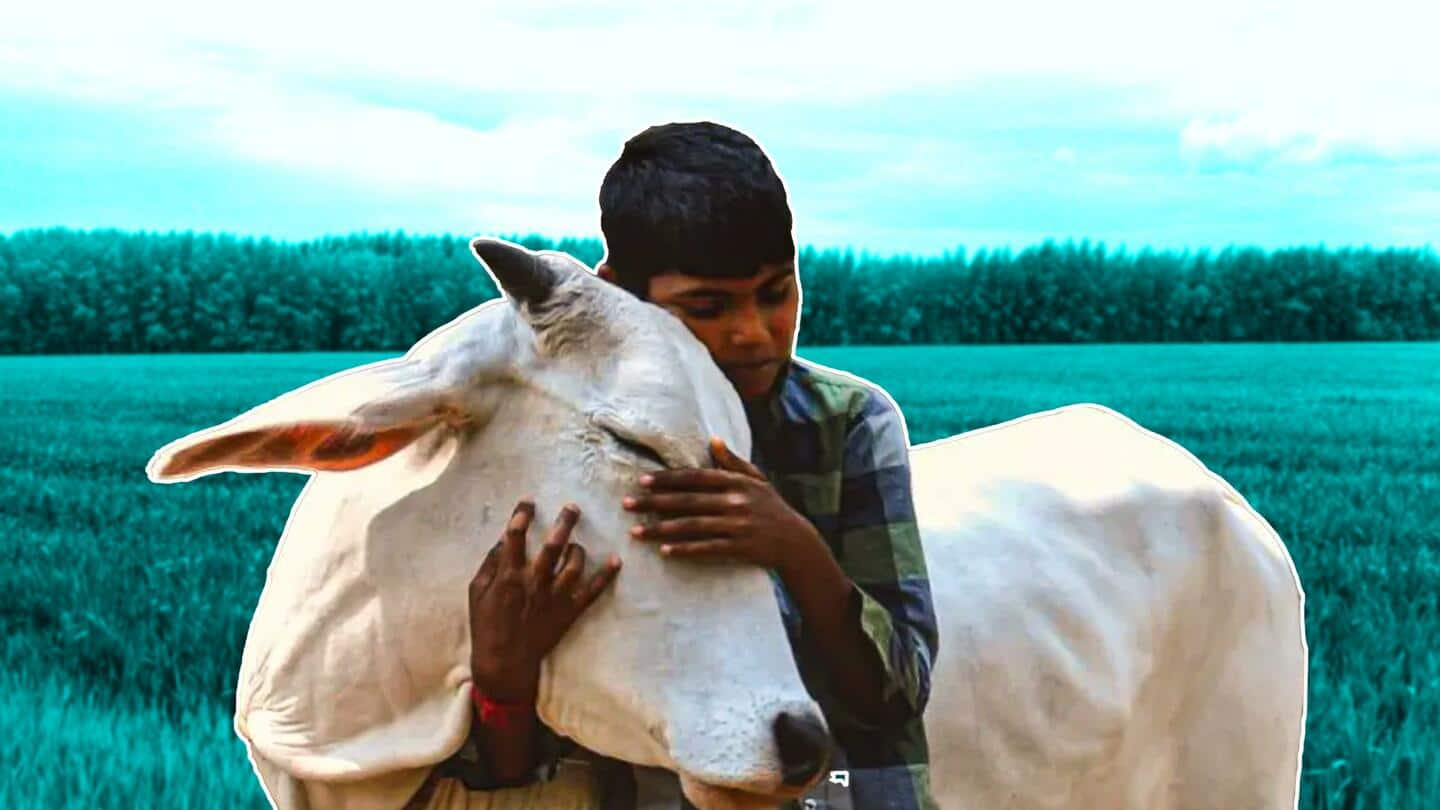 பிப்ரவரி 14, மாட்டை கட்டிப்பிடிக்கும் தினம்: இந்திய விலங்குகள் நல வாரியம்