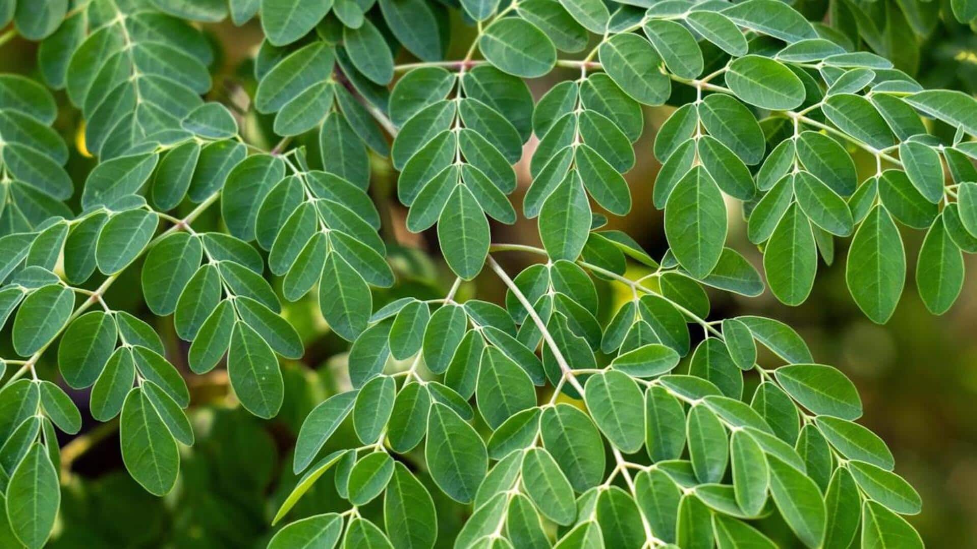 உங்கள் ஆற்றலை எப்படி அதிகரிக்க ஆப்பிரிக்க முருங்கை இலை!