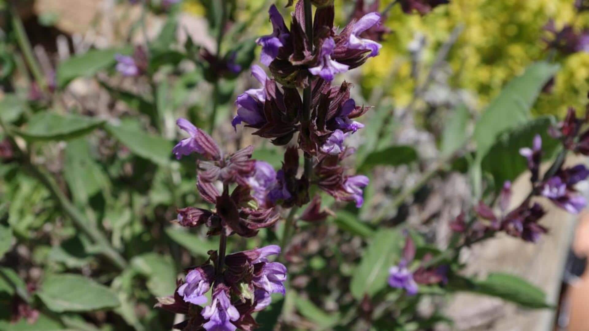 மனதை அமைதிப்படுத்தும் கிளாரி சேஜ் வீட்டில் எப்படி வளர்ப்பது?