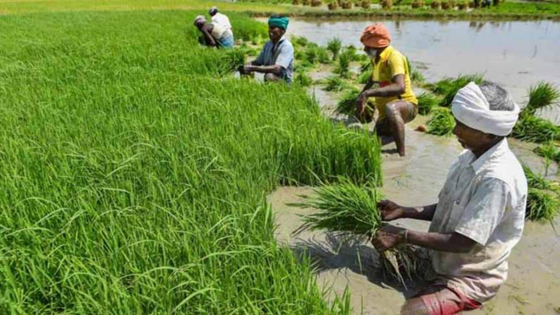 தீபாவளியை முன்னிட்டு விவசாயிகளுக்கு ஜாக்பாட்; ரபி பயிர்களுக்கான குறைந்தபட்ச ஆதரவு விலையை உயர்த்தியது மத்திய அரசு