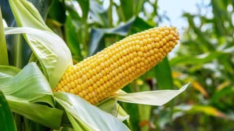 சோர்ஹம்: ஆப்பிரிக்காவின் ஆரோக்கியப் பாரம்பரியத்திற்குப் பின்னால் உள்ள சூப்பர் தானியம்