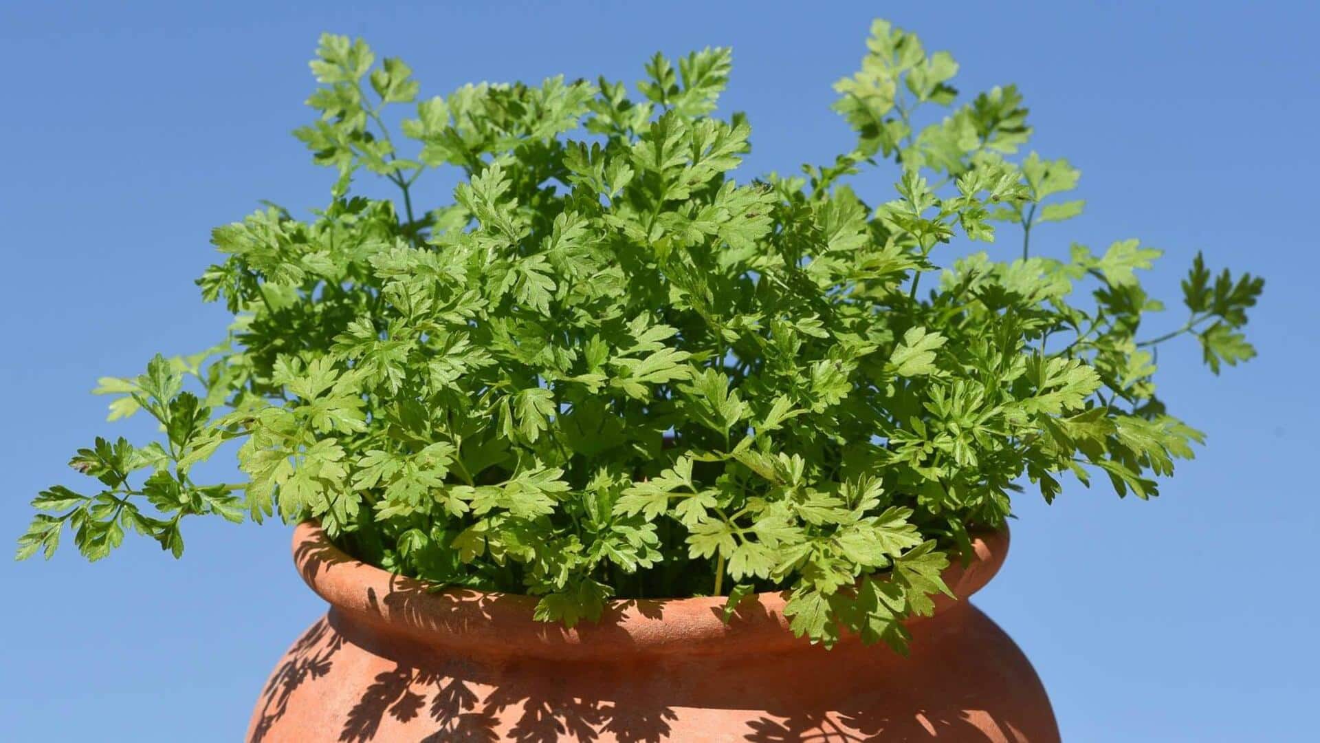 வீட்டிலேயே செர்வில் (Chervil) எப்படி வளர்ப்பது?