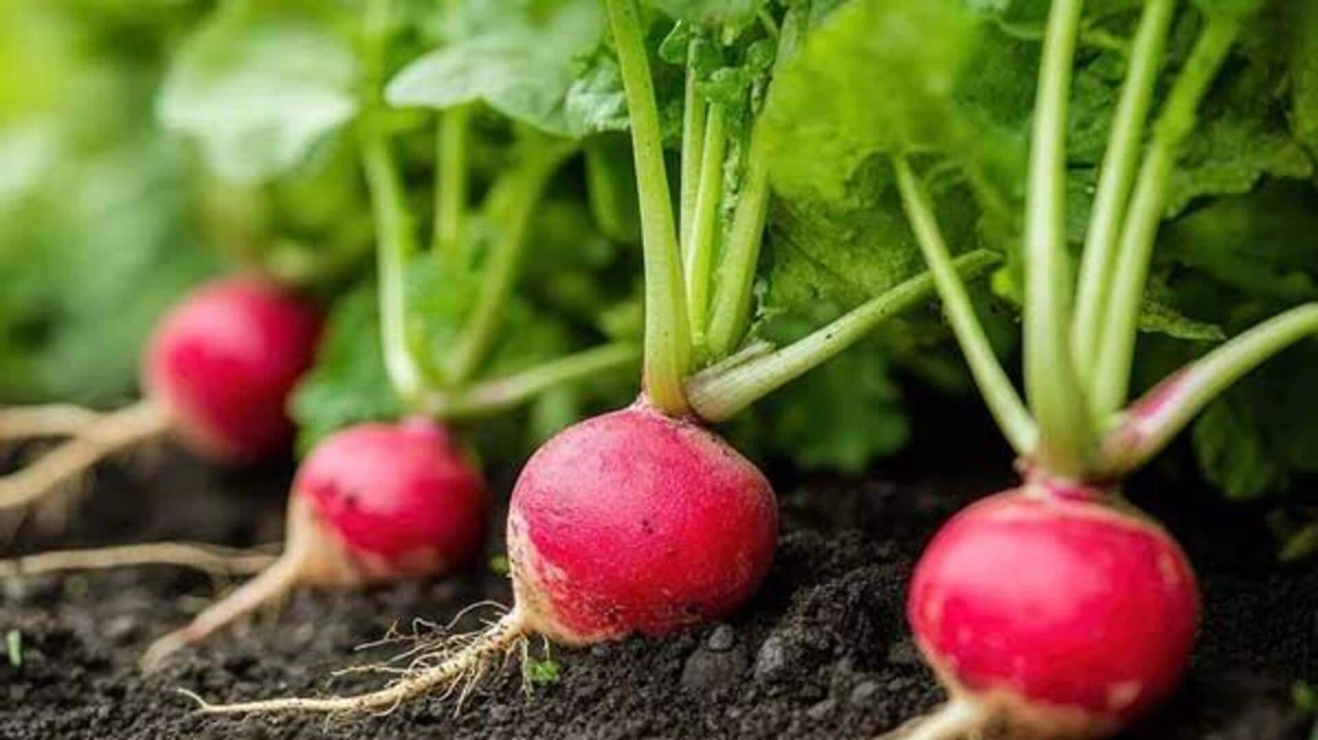 சிவப்பு முள்ளங்கி சாகுபடி: செழிப்பான அறுவடைக்கான எளிய வழிகாட்டி குறிப்புகள்