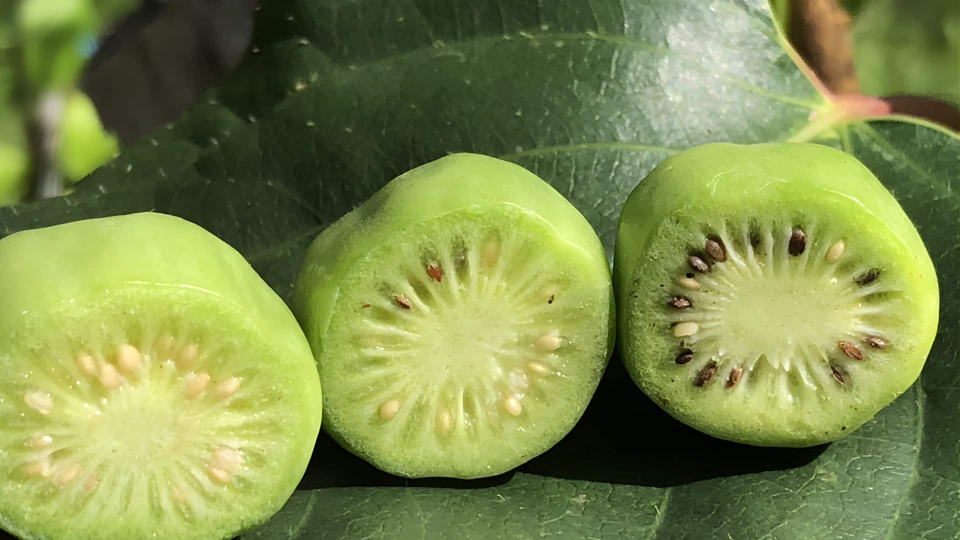 கிவி பழத்தை விட இதுதான் பெஸ்ட்! நோய் எதிர்ப்பு சக்தியைத் தரும் கிவிபெர்ரிகள்; எடையைக் குறைக்க உதவும் ரகசியச் சிற்றுண்டி