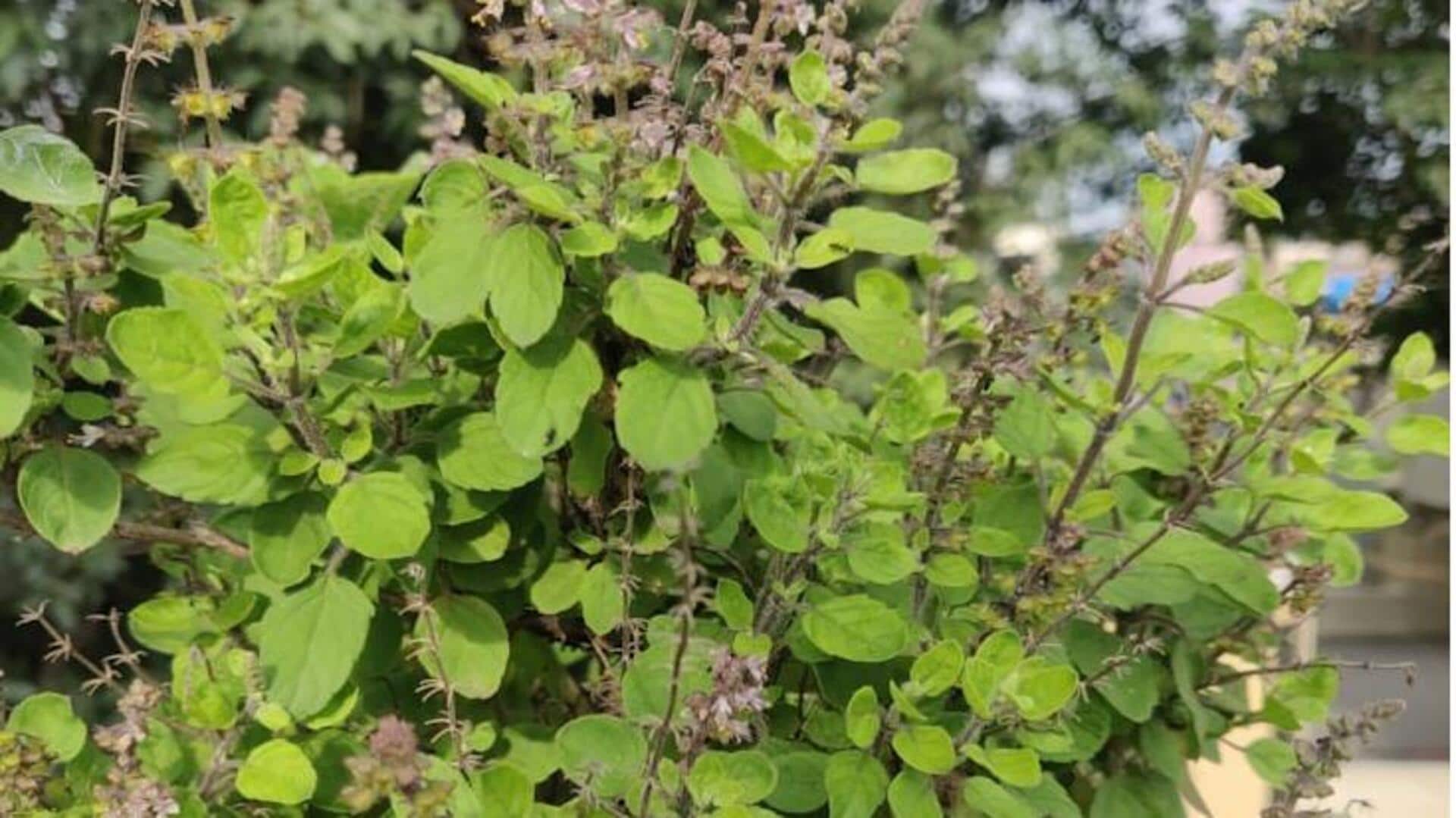 துளசி பிரியர்களே, இந்த உணவுகள் உங்களுக்கு நிச்சயம் பிடிக்கும்!