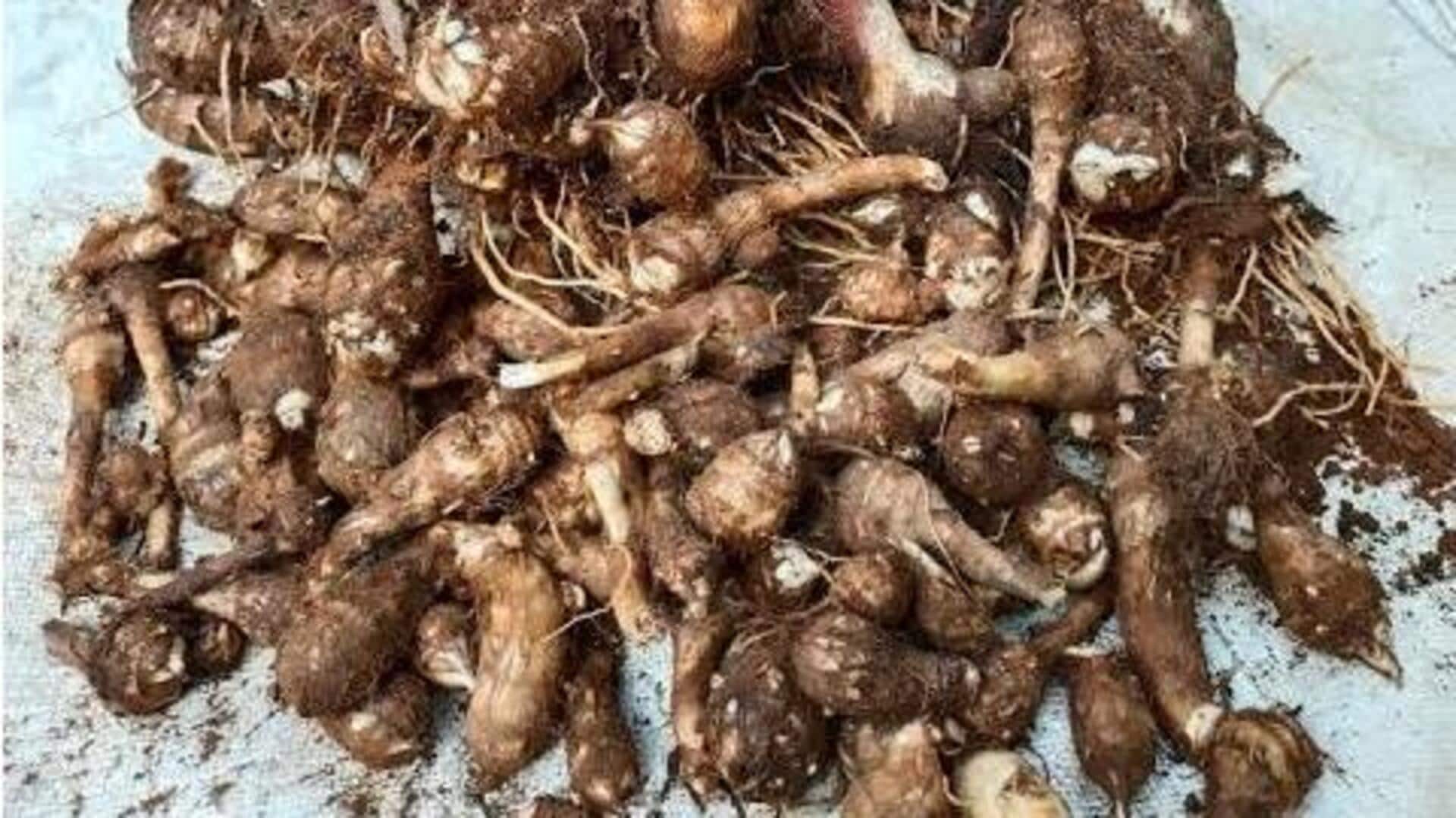 சத்துக்கள் நிறைந்த அலோகாசியா கிழங்கை ஆப்பிரிக்க உணவுகளில் பயன்படுத்தும் வழிகள்!