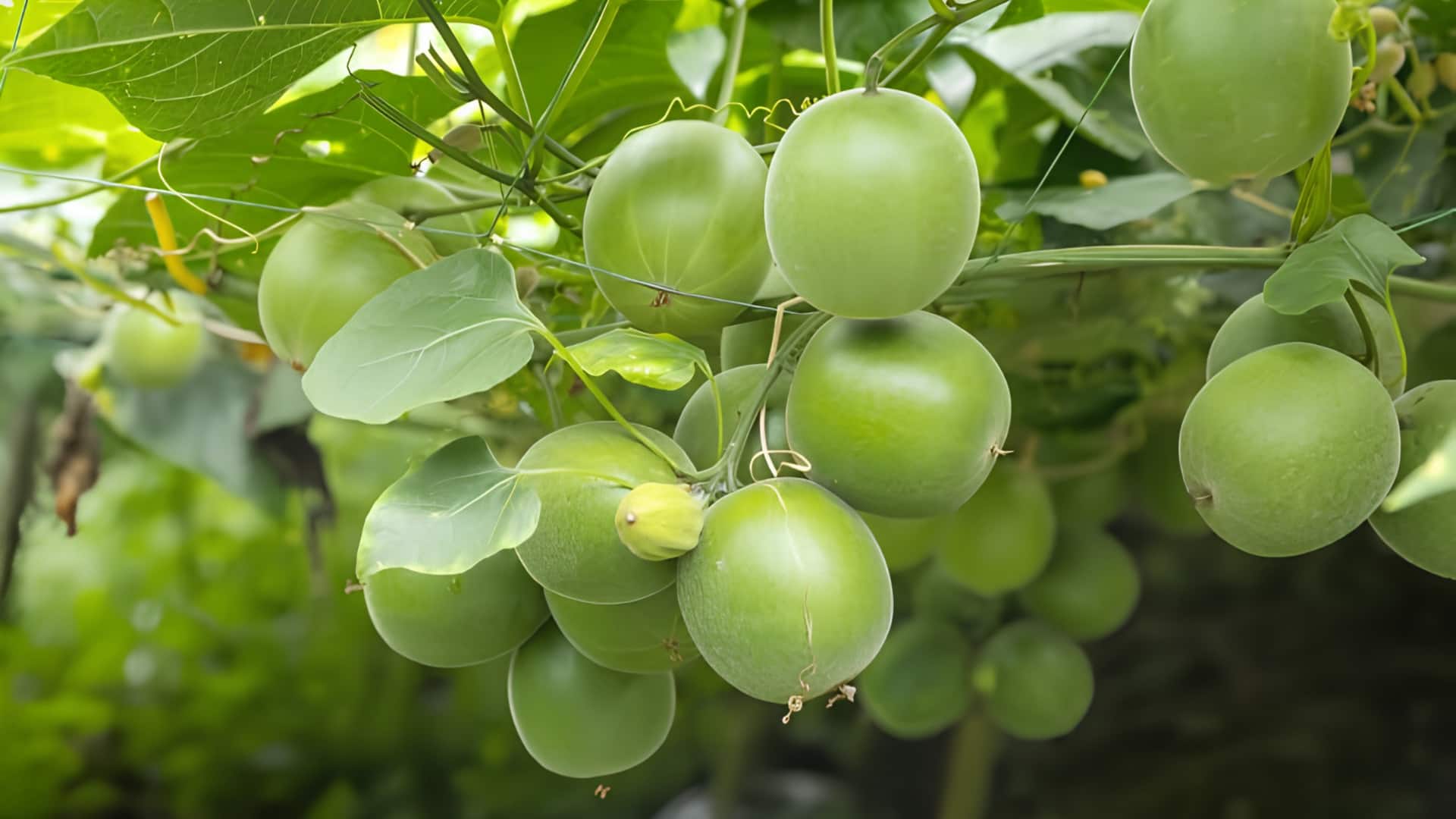 மாங்க் ஃப்ரூட் பிடிக்குமா? இந்த ரெசிபிகள் உங்களுக்கு பிடிக்கும்!