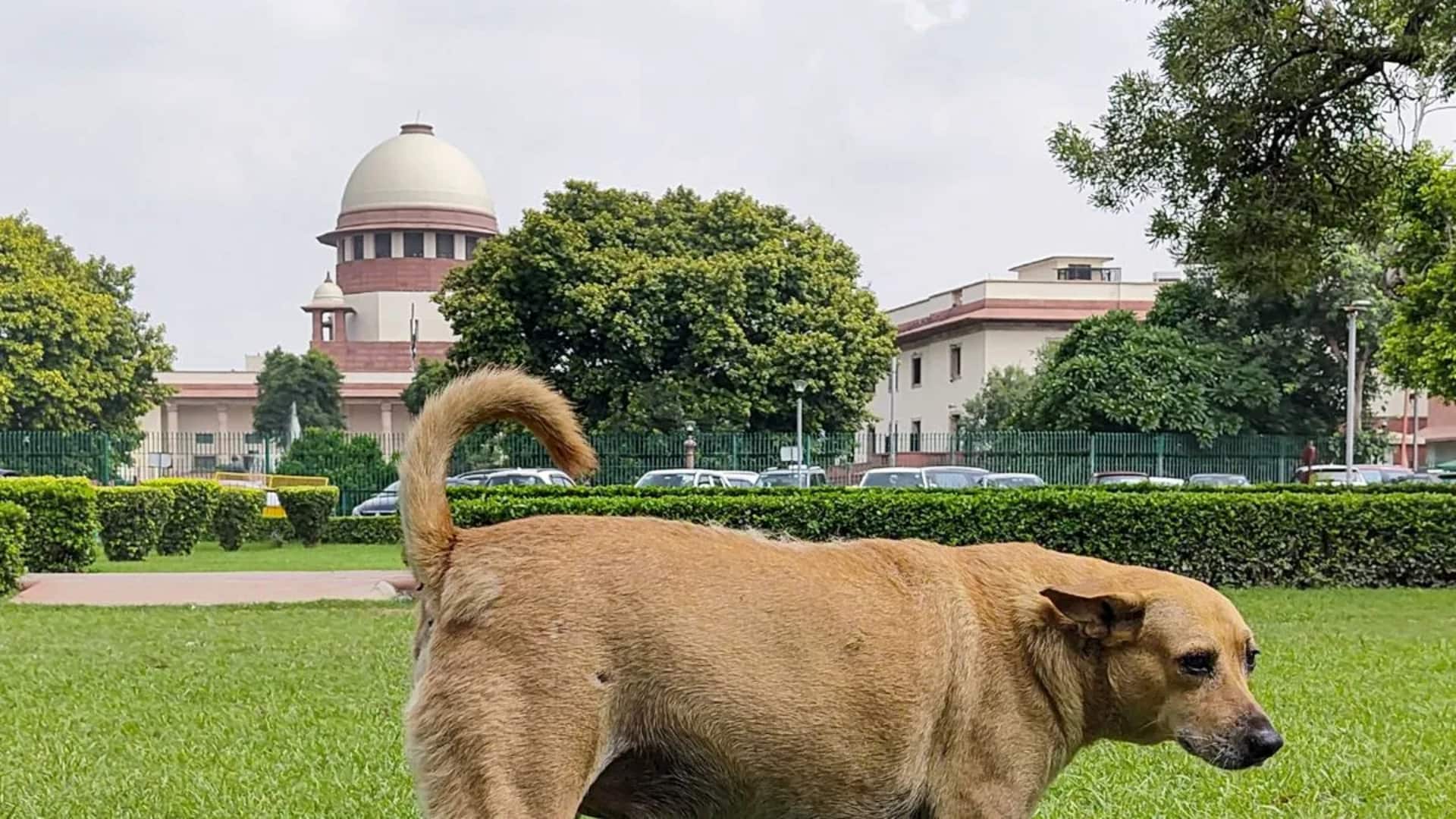 தெருநாய்கள் வழக்கில் ஆவணங்களை தாக்கல் செய்யத் தவறிய தலைமைச் செயலாளர்கள் நேரில் ஆஜராக உச்ச நீதிமன்றம் சம்மன் தெருநாய்கள் வழக்கில் ஆவணங்களை தாக்கல் செய்யத் தவறிய தலைமைச் செயலாளர்கள் நேரில் ஆஜராக உச்ச நீதிமன்றம் சம்மன்