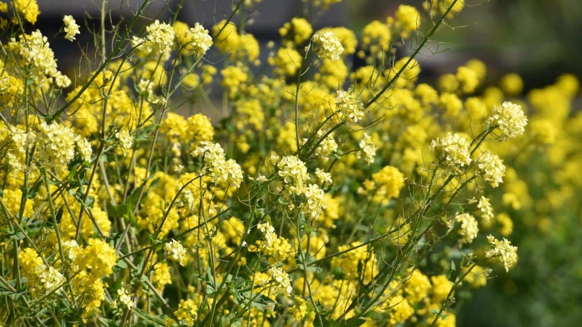 ஆரோக்கியம் தரும் கடுகு கீரை: வீட்டில் வளர்க்கும் முறையை தெரிந்துகொள்வோம்