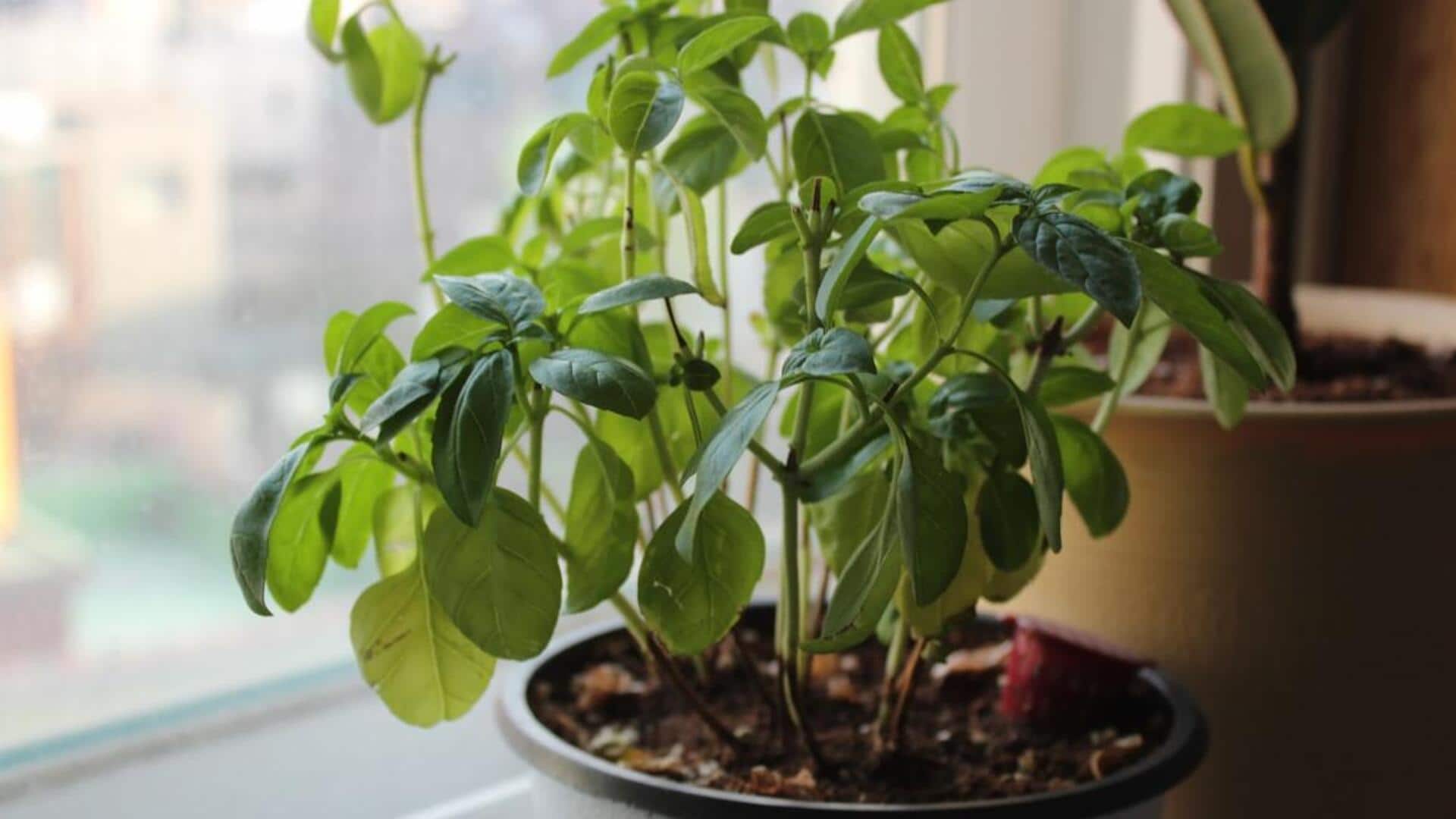 ஜன்னல் ஓரத்திலேயே துளசி செடி செழிப்பாக வளரணுமா? இந்த 4 டிப்ஸை மட்டும் ஃபாலோ பண்ணுங்க