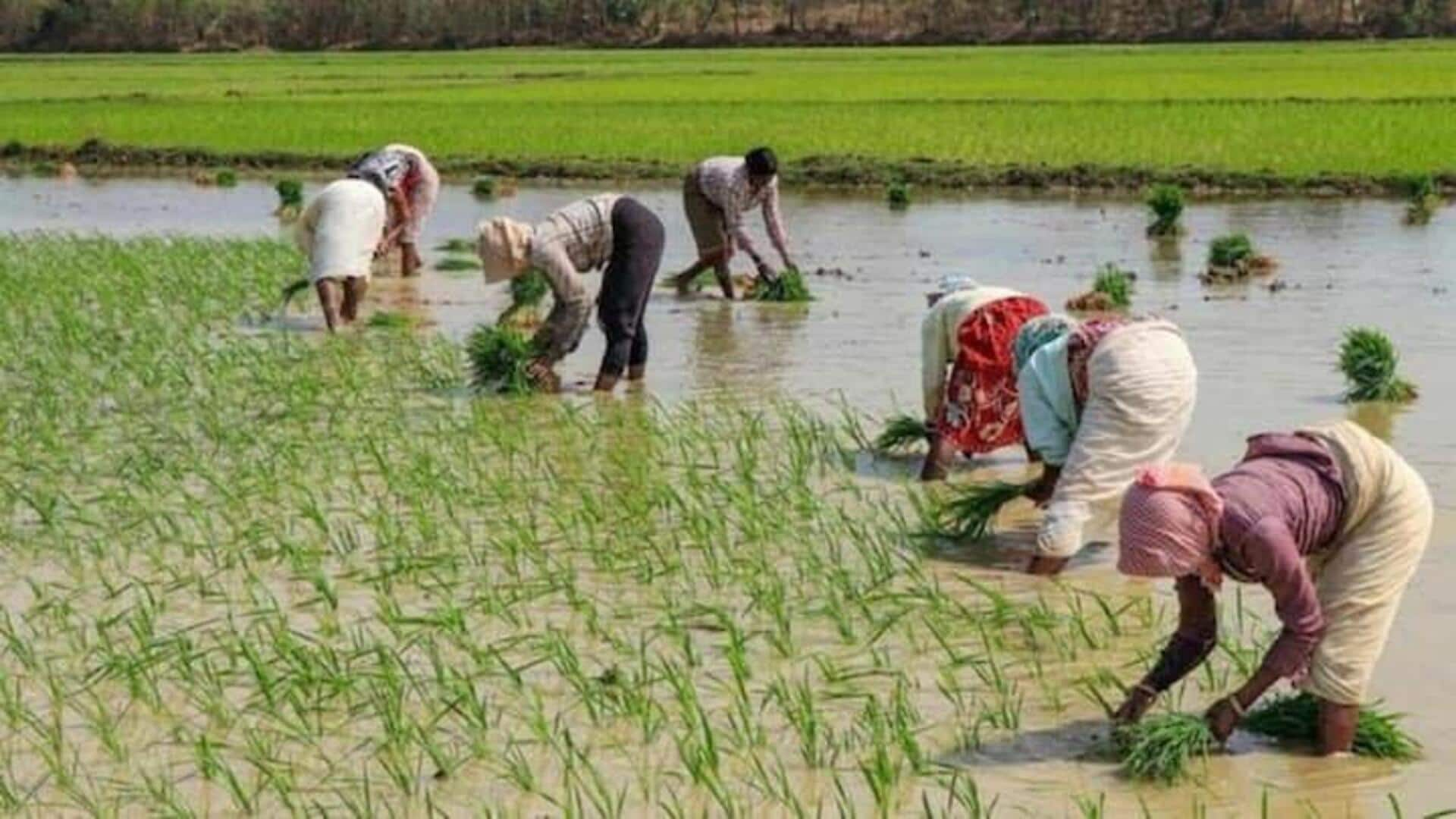 நிலத்தடி நீர்மட்ட இழப்பை சரிக்கட்ட மாற்று பயிரிடுதல் தான் சரியான வழி; ஐஐடி ஆய்வில் தகவல்