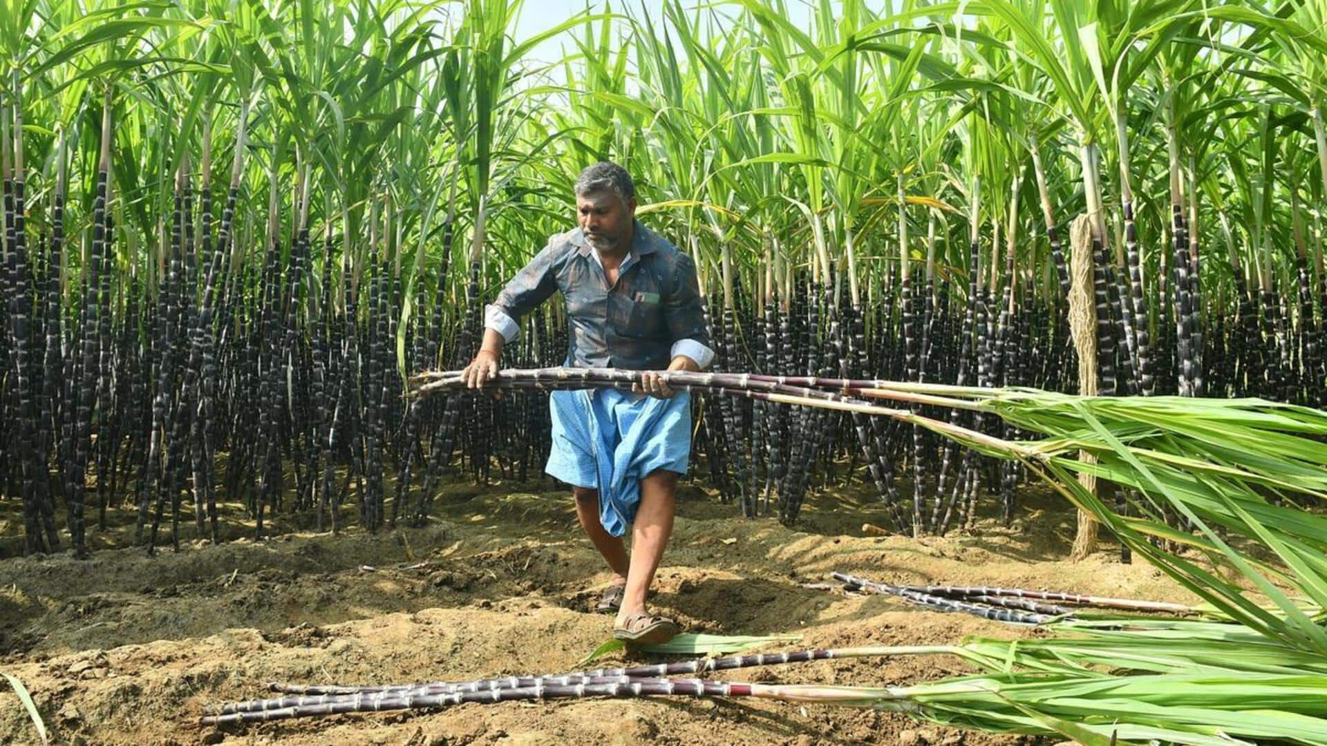 கரும்பு விவசாயிகளுக்கு டன் ஒன்றிற்கு ₹4,000: ரூ.603.34 கோடி சிறப்பு ஊக்கத்தொகை வழங்கி தமிழக அரசு அரசாணை