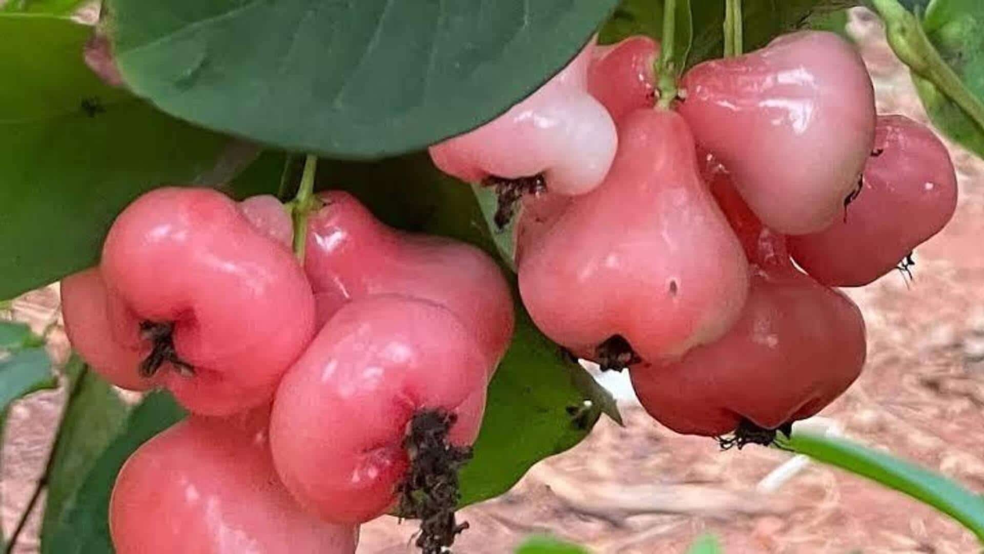 பன்னீர் ஆப்பிளின் ஆச்சரியமூட்டும் ஆரோக்கிய நன்மைகள்
