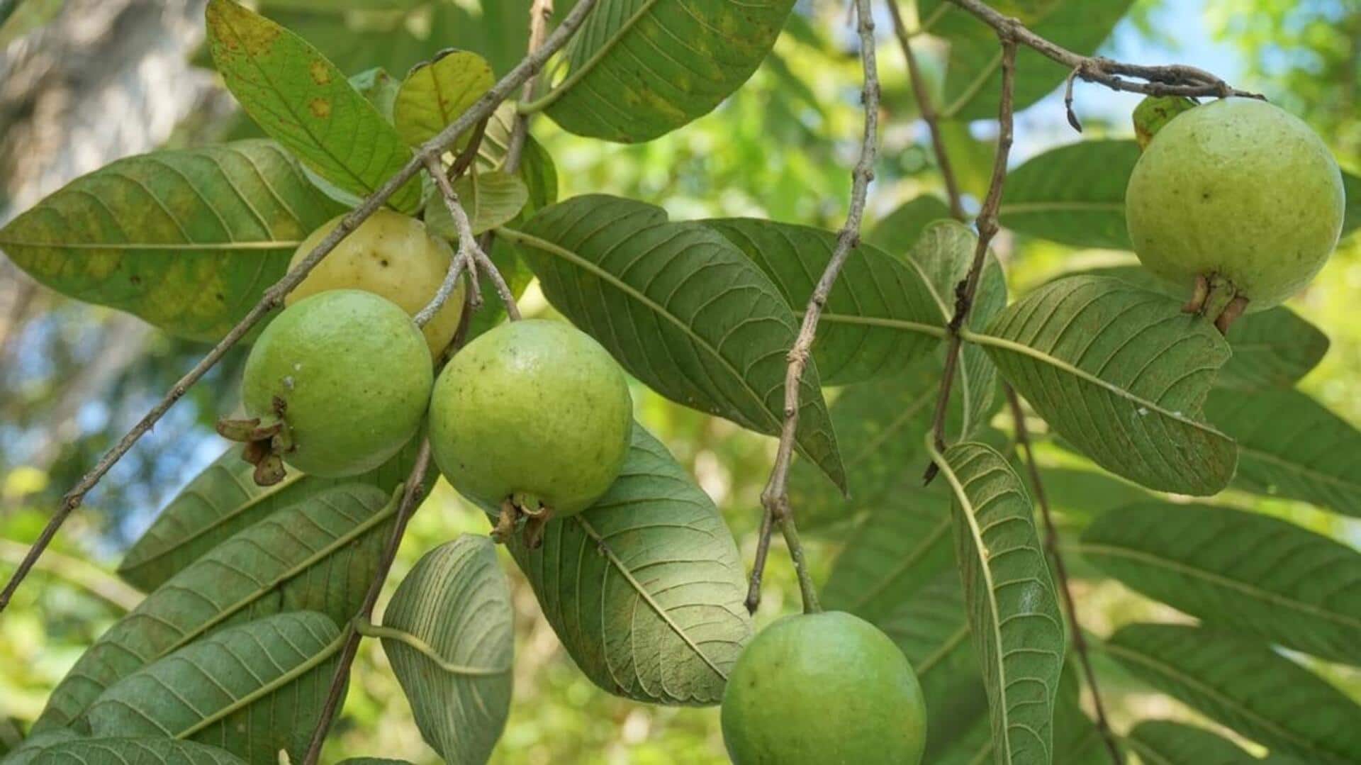 சர்க்கரை நோய்க்கு கொய்யா இலைகள்: ஒரு இயற்கை தீர்வு