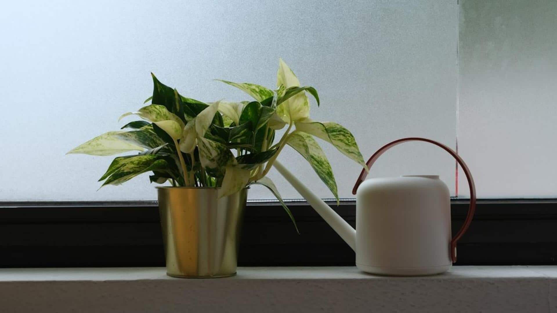 பசுமையாக வளர்ப்போம்: வீட்டுச் செடிகளுக்கான 5 நிலையான குறிப்புகள்