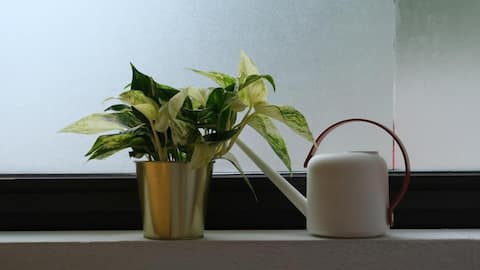 பசுமையாக வளர்ப்போம்: வீட்டுச் செடிகளுக்கான 5 நிலையான குறிப்புகள்