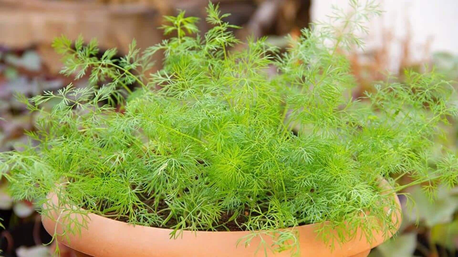 உங்கள் பால்கனியில் சோம்பு கீரையை எப்படி வளர்ப்பது?