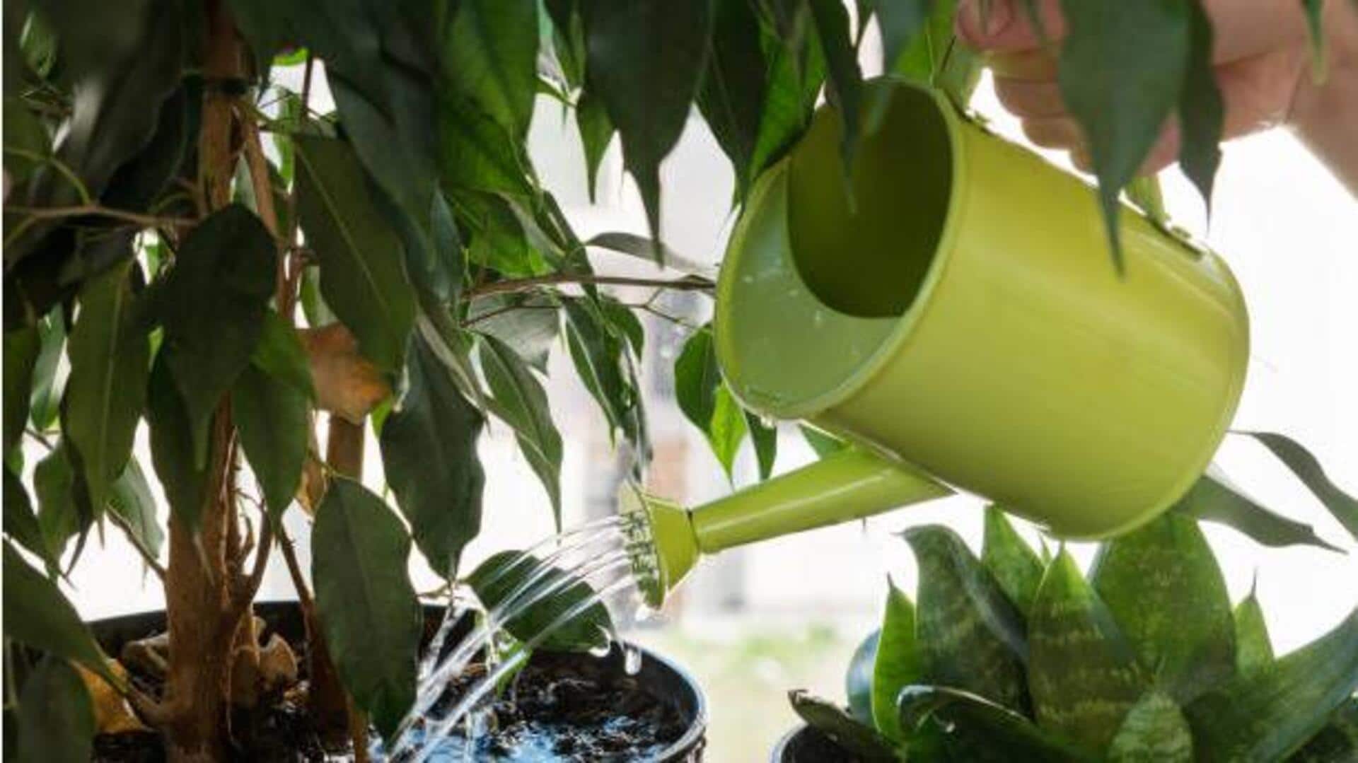 தொட்டிச் செடிகளுக்கு நீர் மேலாண்மை: சிக்கனமாக நீர் பாய்ச்சும் முறைகள்