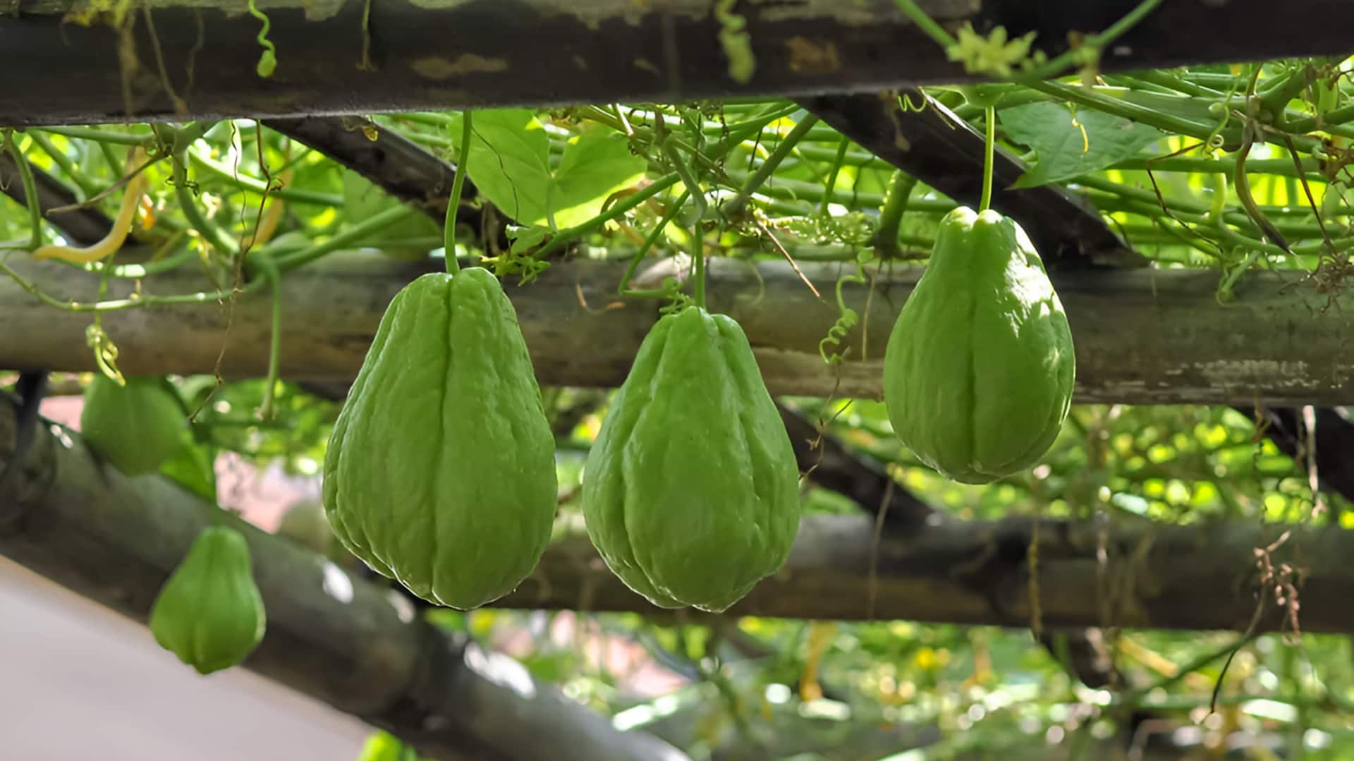 சௌசௌ: கட்டாயம் சுவைக்க வேண்டிய 5 ரெசிபிகள்