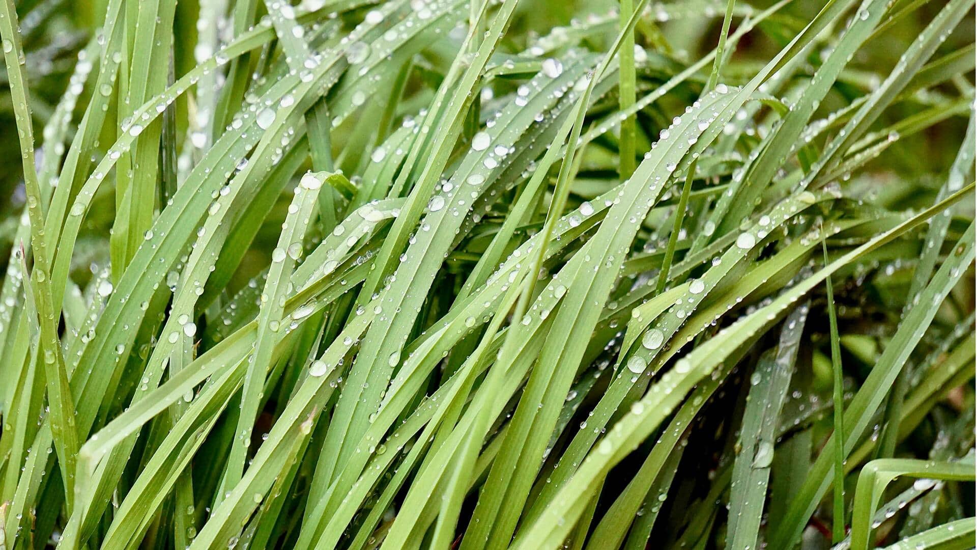 தண்ணீரில் லெமன்கிராஸ் வளர்ப்பதற்கான வழிமுறைகள்