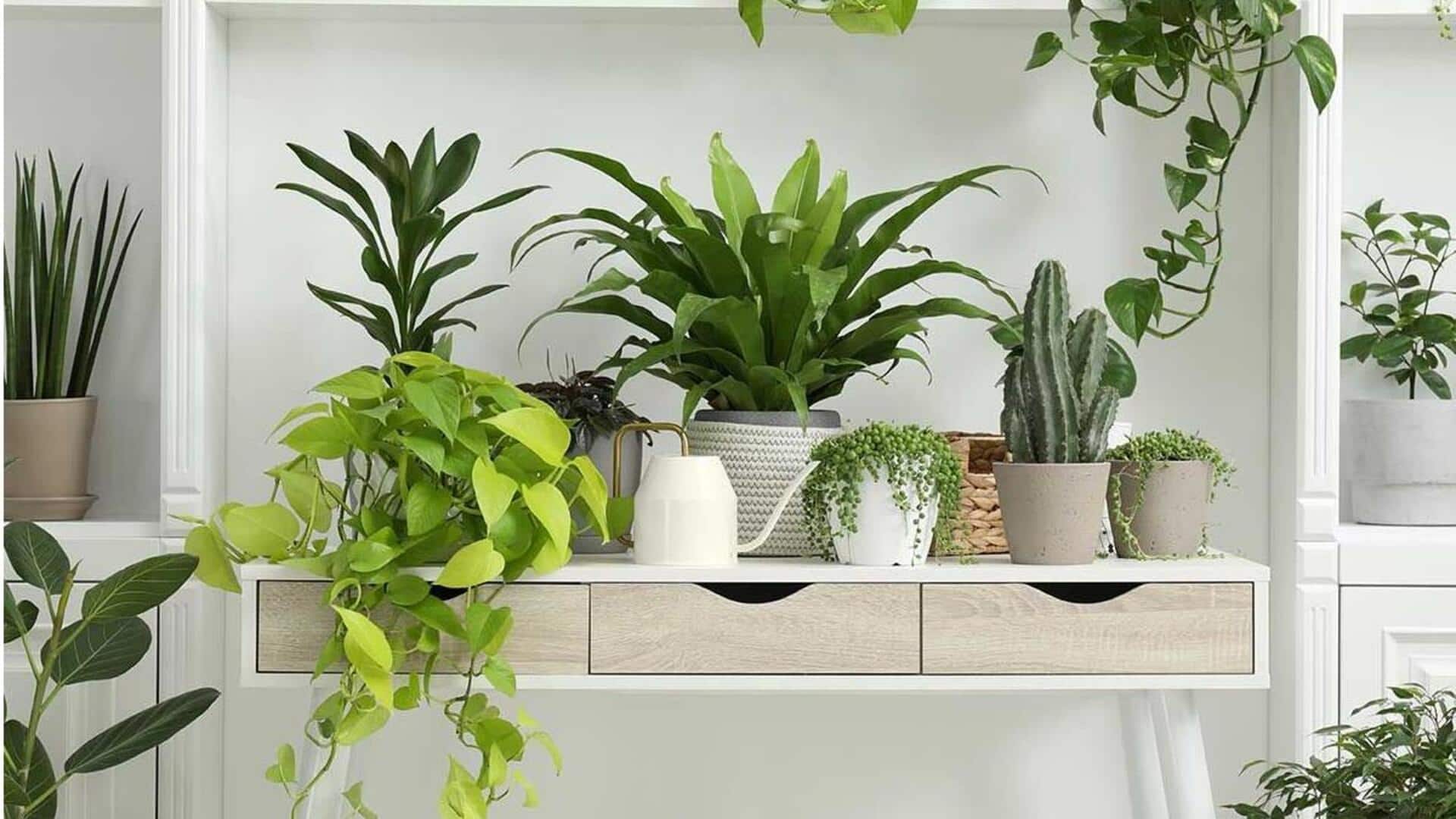 வீட்டுச் செடிகளுக்கு கிடைக்கும் வெளிச்சத்தை அதிகரிக்க 5 வழிகள்