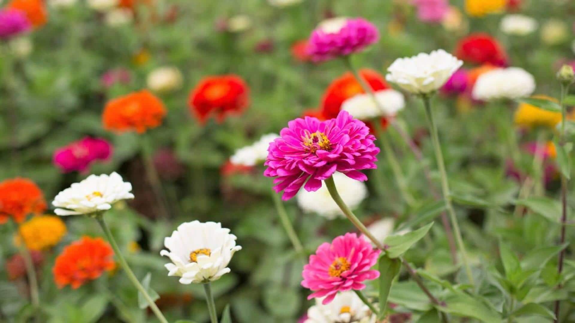 தோட்டத்தில் ஜினியா பூக்கள் வளர்க்க விரும்புகிறீர்களா? இந்த 5 விஷயங்களை கவனத்தில் கொள்ளுங்கள்