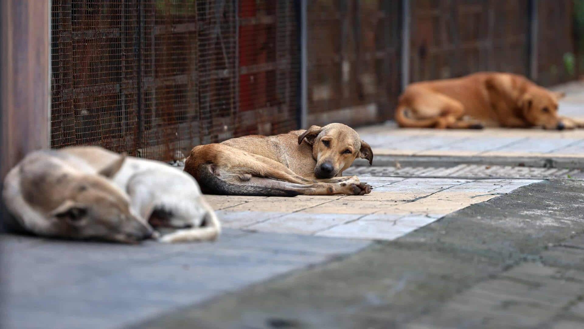 'ஒவ்வொரு நாய் கடிக்கும், நாங்கள்...மாநிலங்களுக்கு அதிக இழப்பீடு நிர்ணயிப்போம்': உச்ச நீதிமன்றம் கடுப்பு