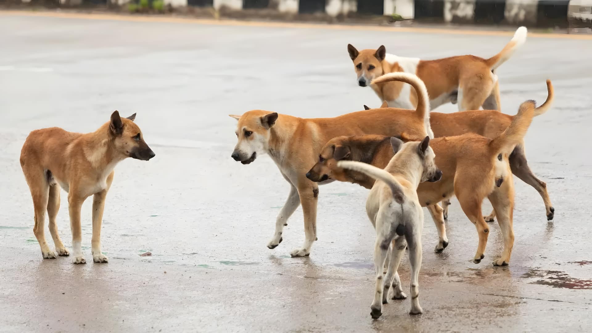 விலங்குகளின் நடத்தையை யாராலும் புரிந்து கொள்ள முடியாது: தெருநாய்கள் வழக்கில் உச்சநீதிமன்றம் காட்டம்