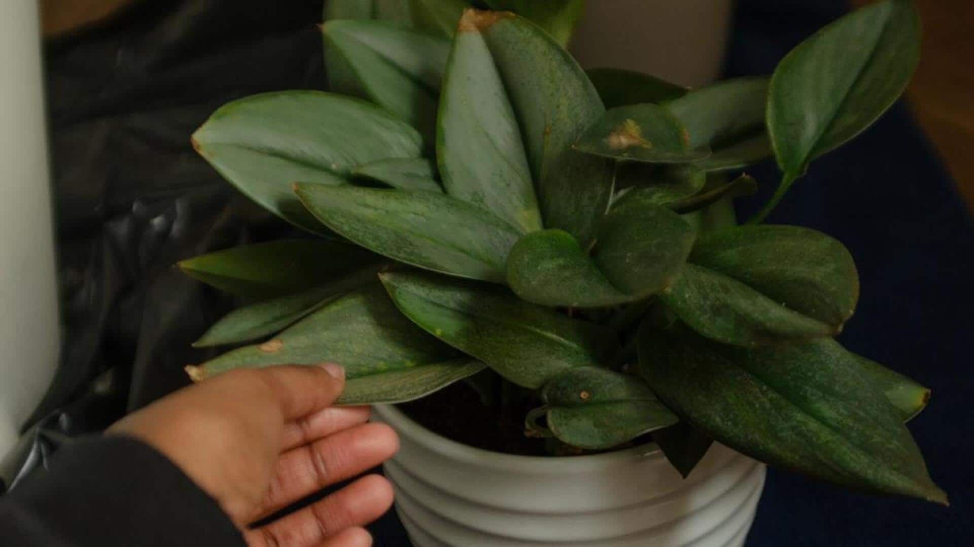 வீட்டு தாவரங்களின் இலைகளை இயற்கையாக பளபளப்பாக்குவது எப்படி?