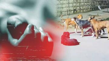ஹைதெராபாத்தில் 5 வயது சிறுவனை கடித்து கொன்ற தெரு நாய்கள்