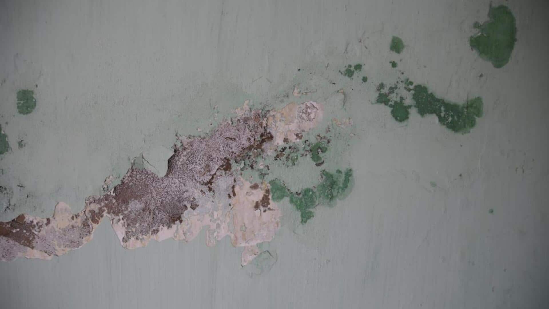 பனிக்காலத்தில் ஏற்படும் வீட்டு பூஞ்சை உங்கள் ஆரோக்கியத்தை எப்படி பாதிக்கும்?