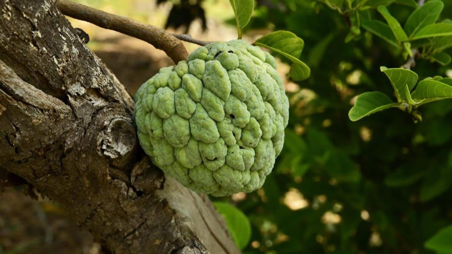முள் சீத்தா பழம்: நோய் எதிர்ப்பு சக்திக்கு கட்டாயம் தேவை