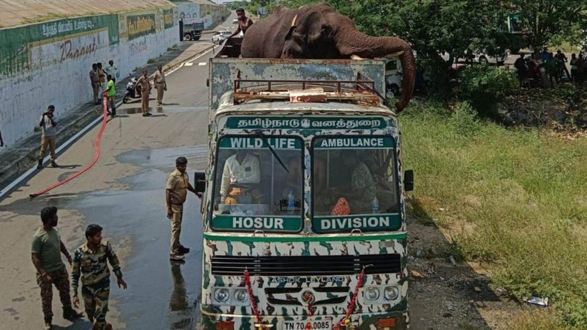 அரிக்கொம்பன் யானை, களகாடு வனப்பகுதிக்கு அழைத்து செல்லப்படுகிறது 