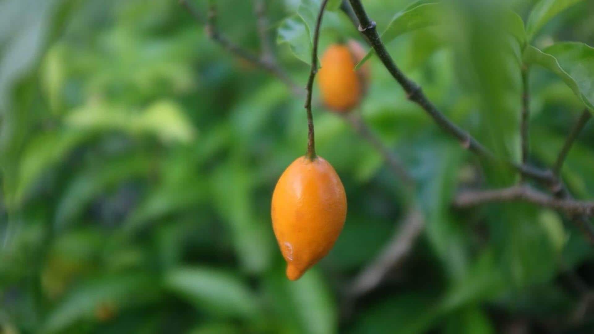 ஆப்பிரிக்கா இவிசா: வியக்கவைக்கும் 5 உடல்நலப் பயன்கள்!