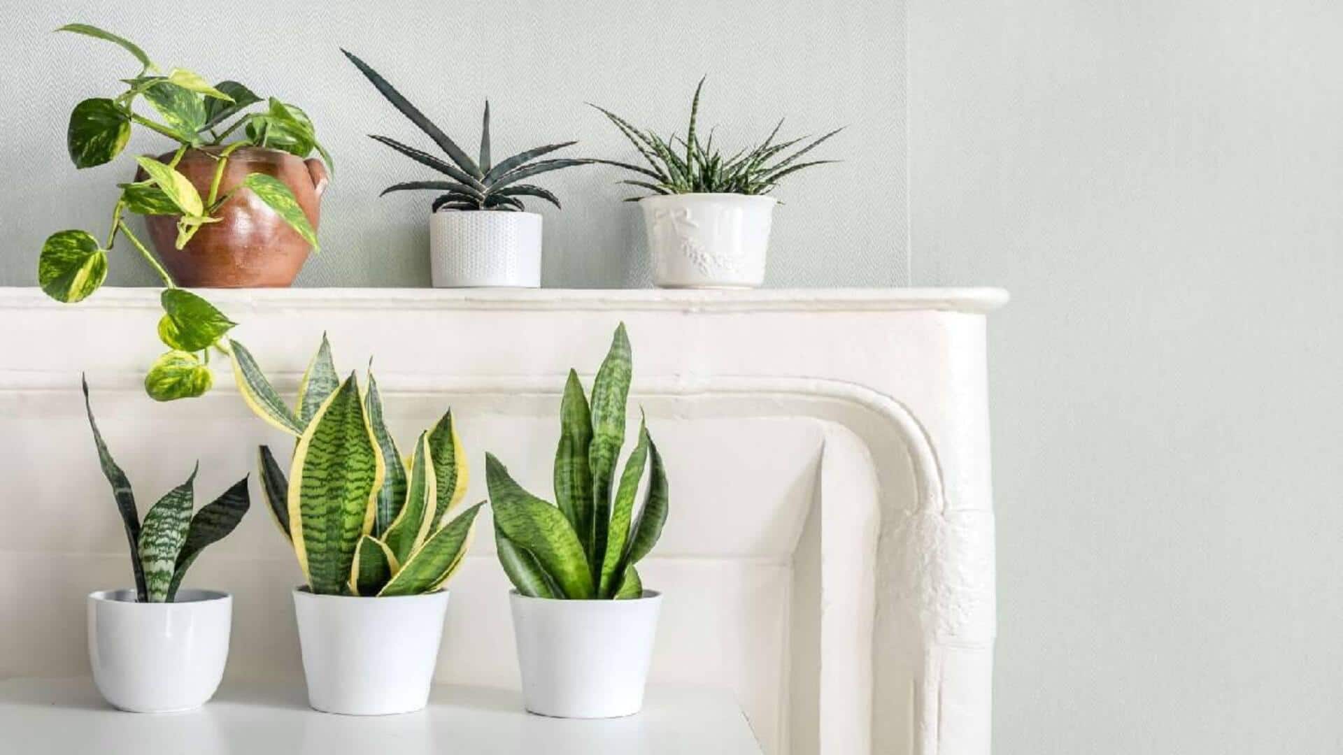 செடிகளை ஸ்டைலாக அலங்கரிப்பது எப்படி?