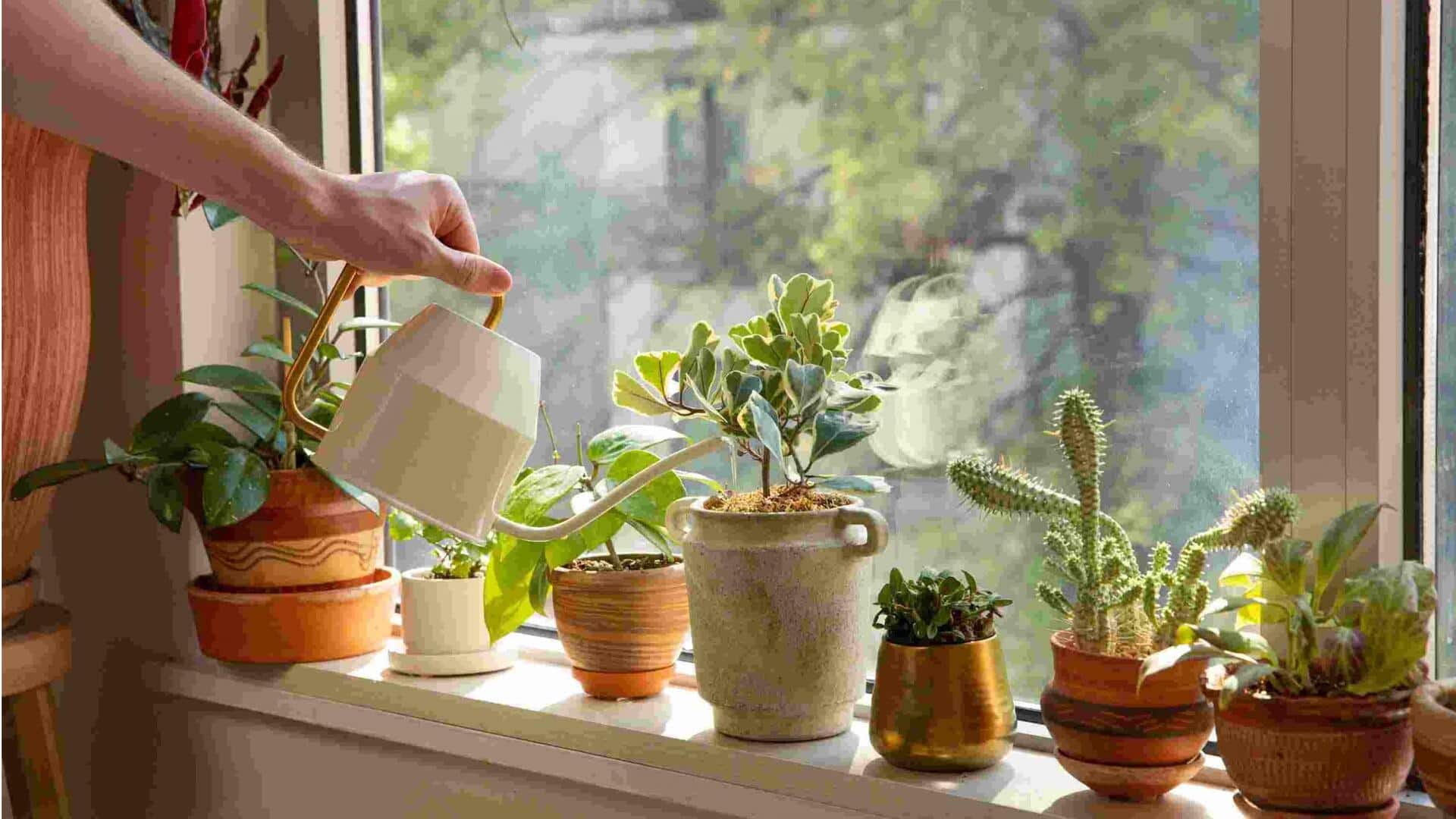 இன்டோர் கார்டனிங் 101: உங்களுக்குத் தெரியாத 5 டிப்ஸ்