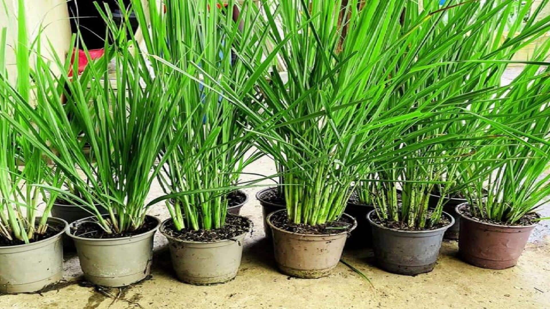 லெமன் க்ராஸ் தொட்டிகளில் வளர்ப்பது: ஒரு வழிகாட்டி